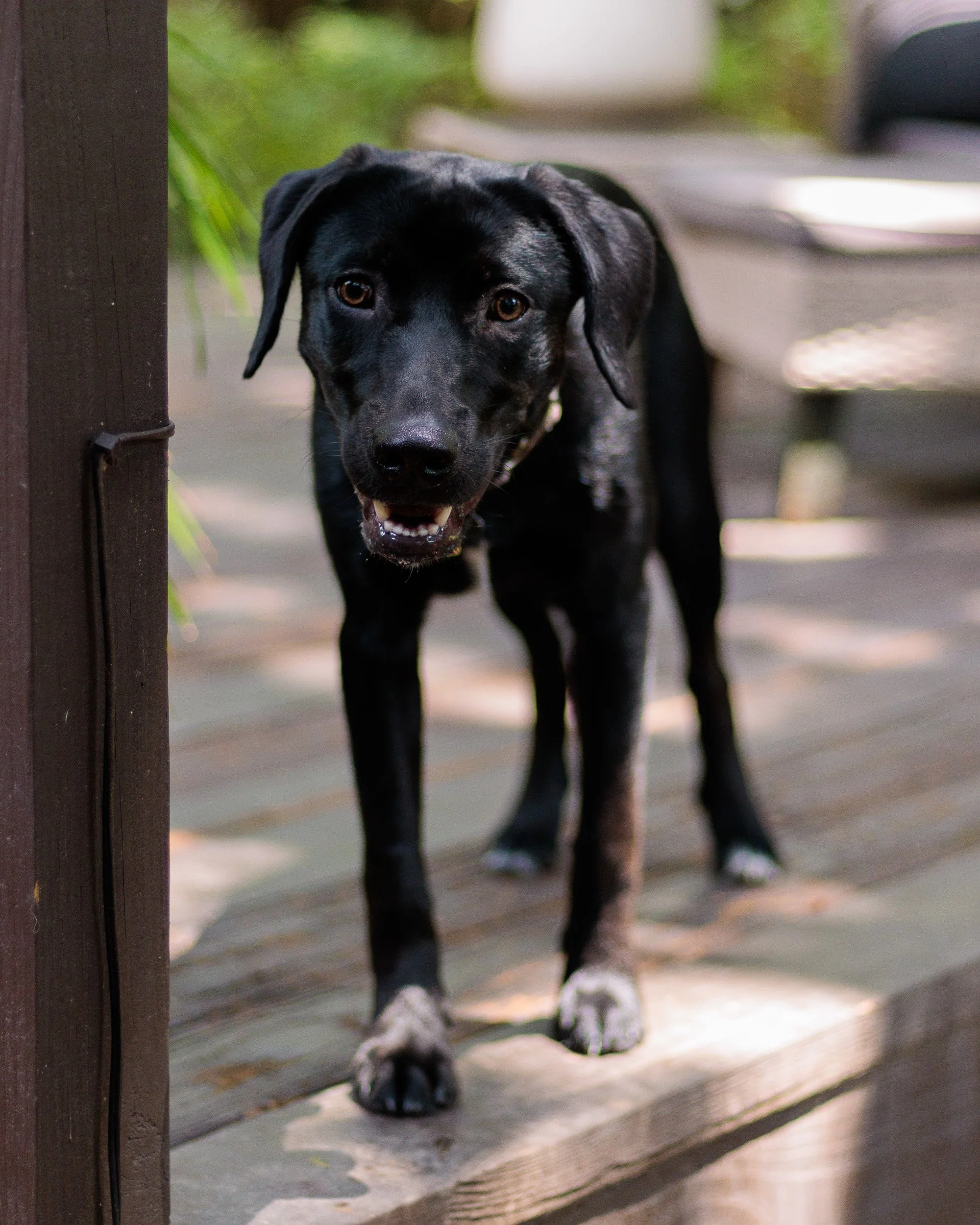 Poppy, All Grown Up-25.jpg
