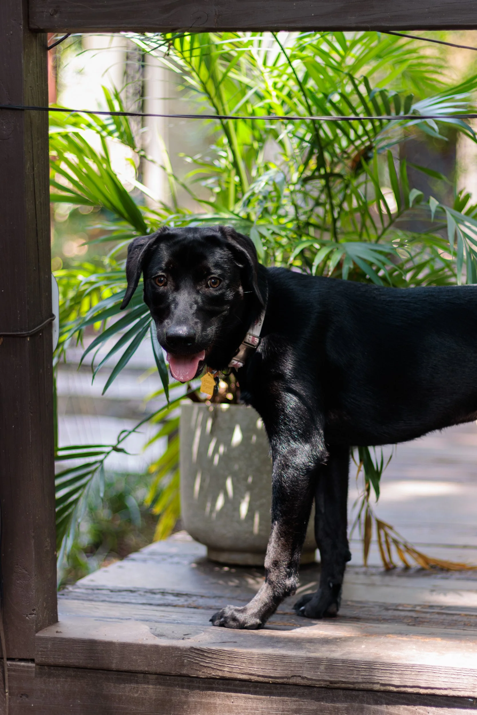 Poppy, All Grown Up-26.jpg