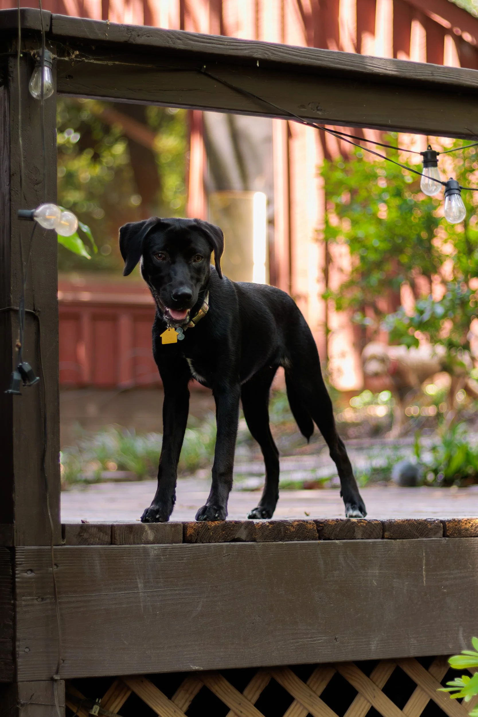 Poppy, All Grown Up-27.jpg