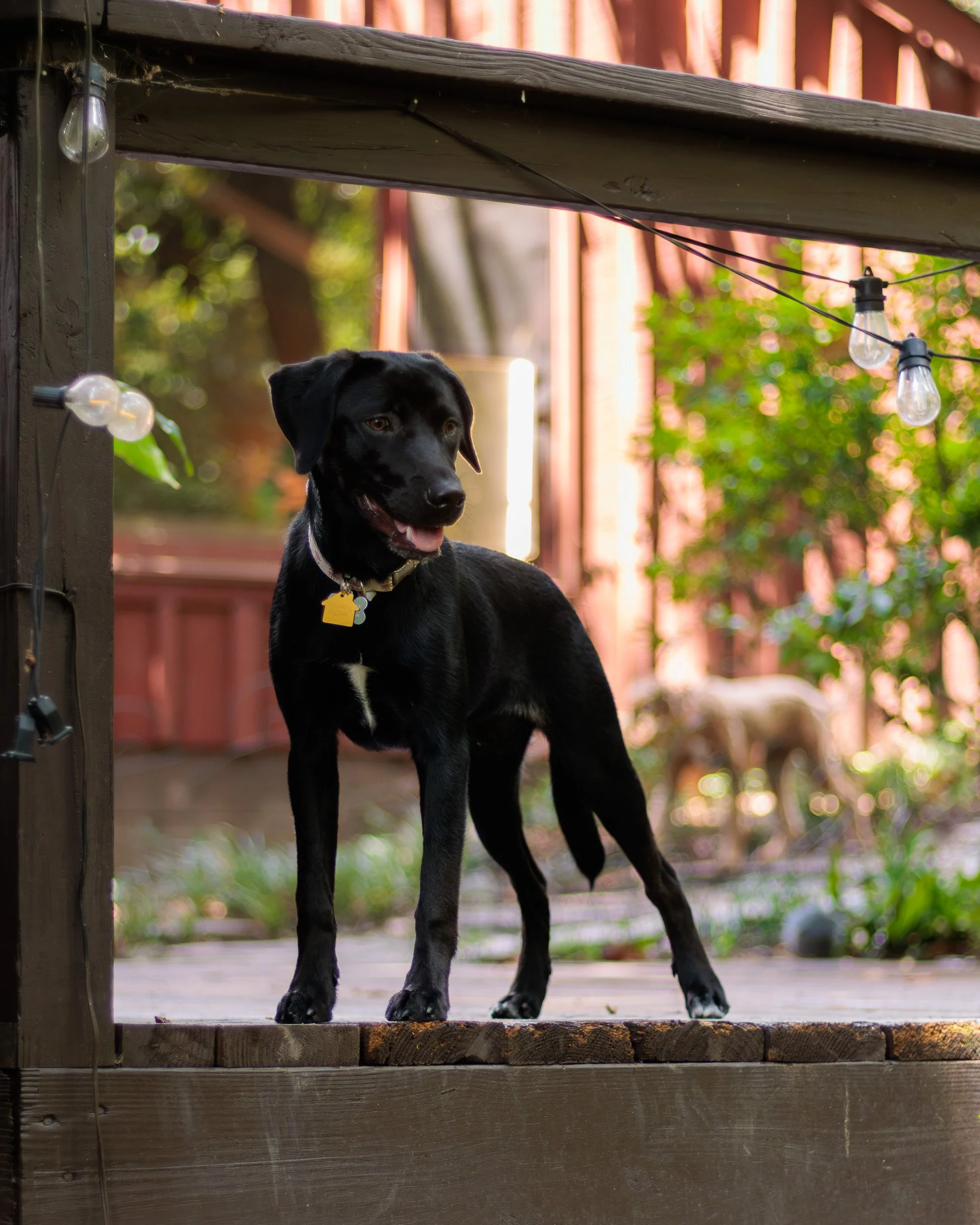 Poppy, All Grown Up-28.jpg