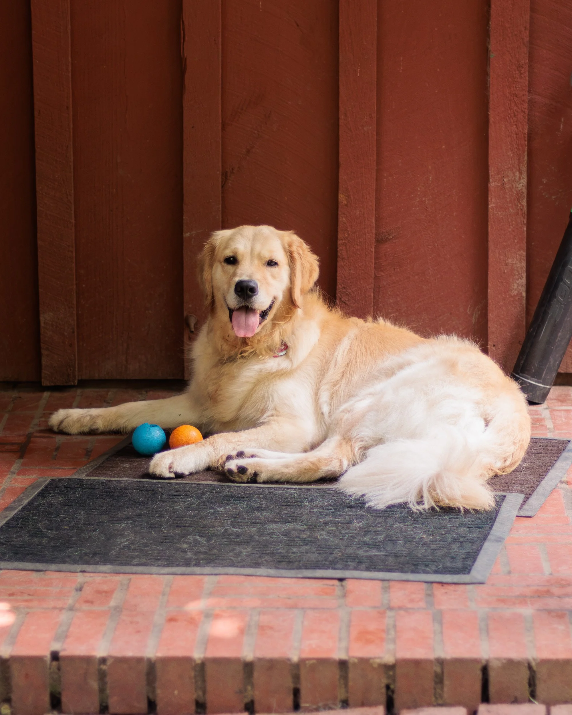 Poppy, All Grown Up-29.jpg