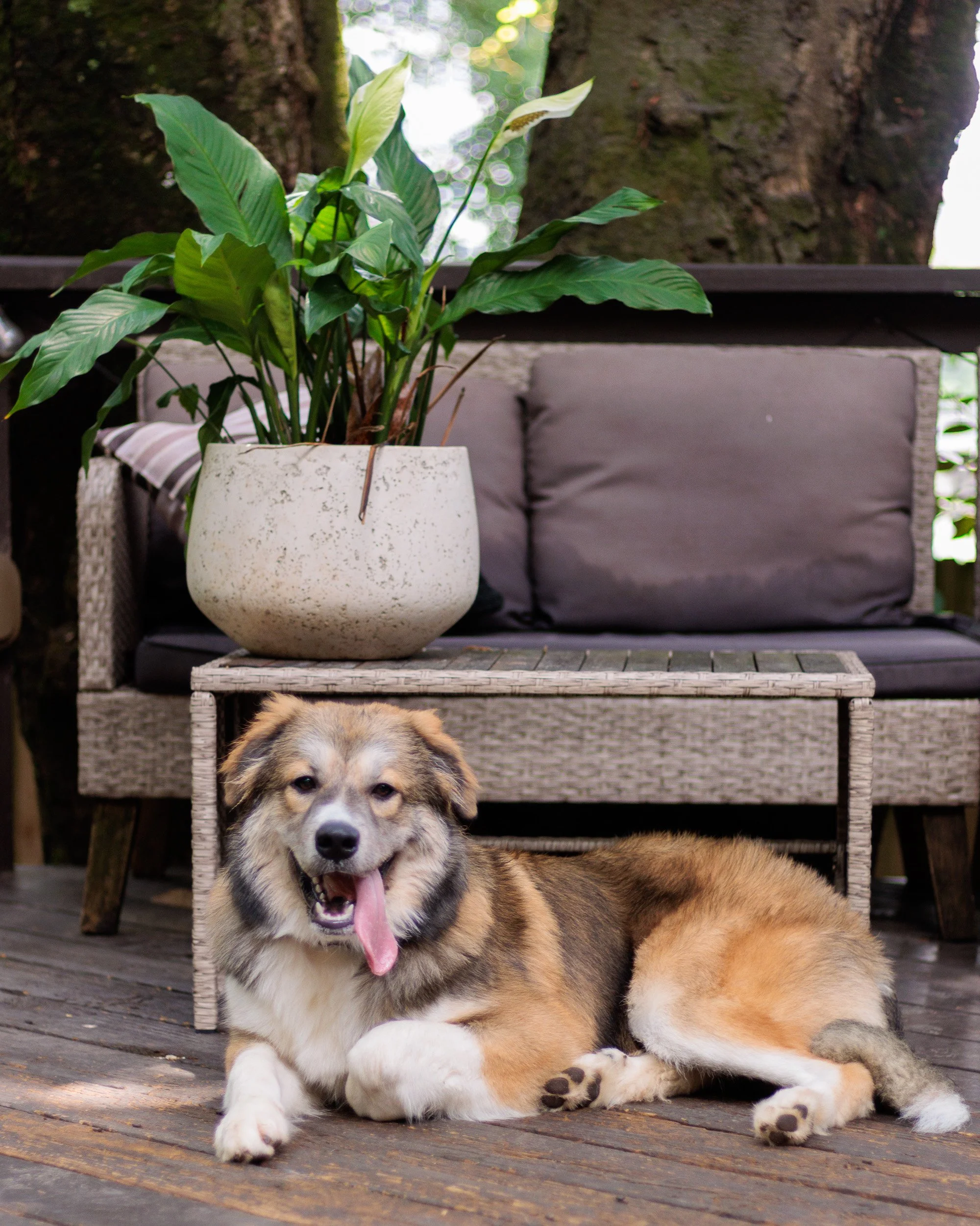 Poppy, All Grown Up-30.jpg