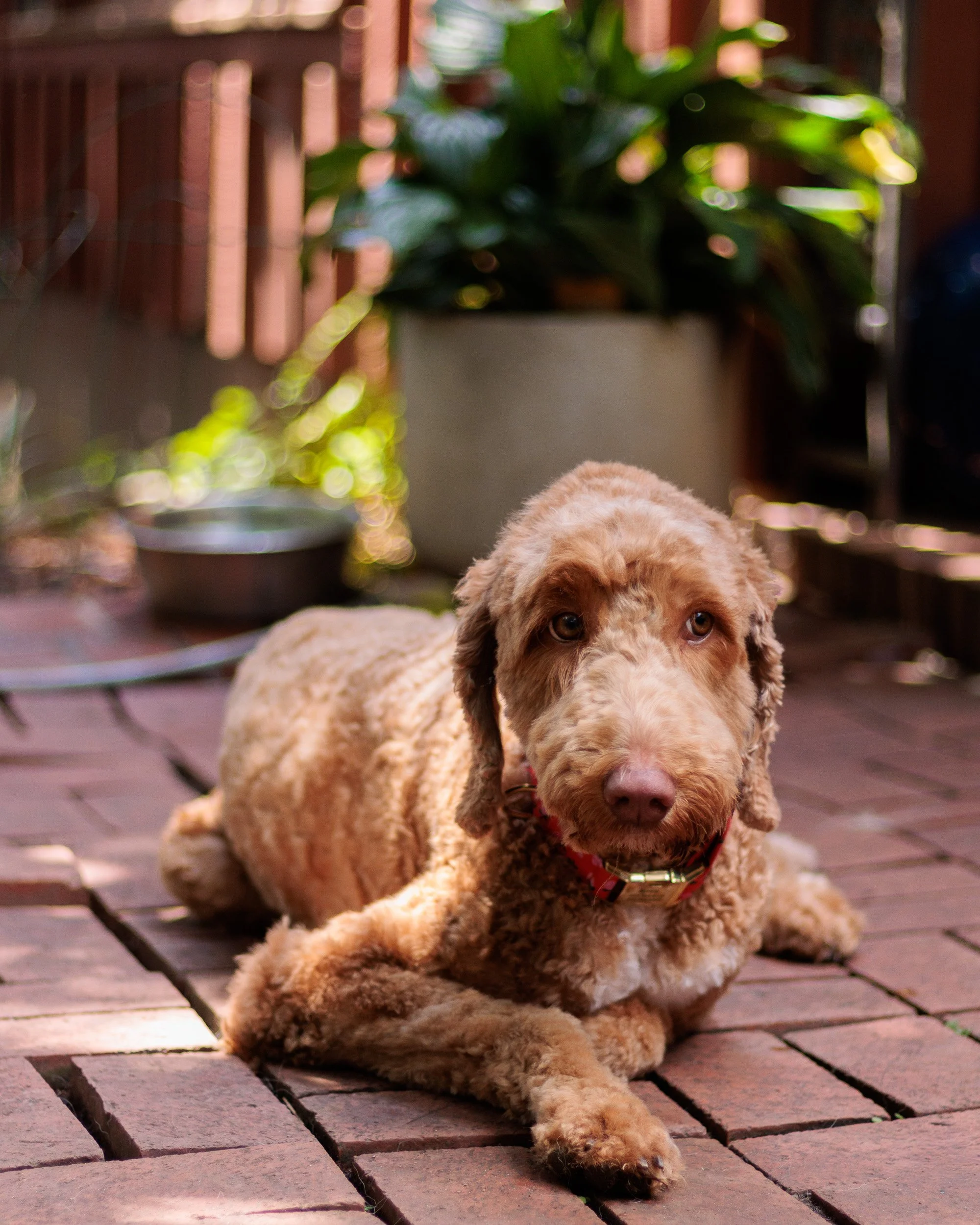 Poppy, All Grown Up-31.jpg