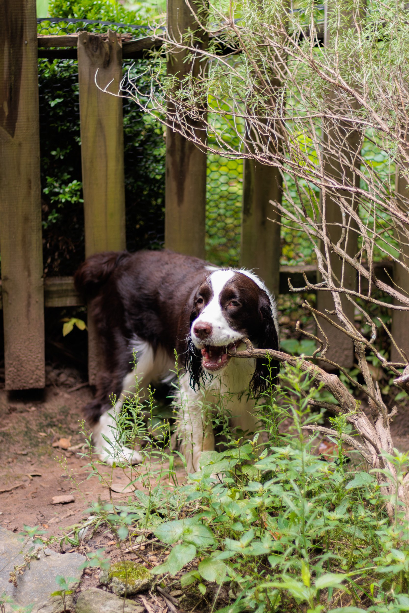 Poppy, All Grown Up-33.jpg