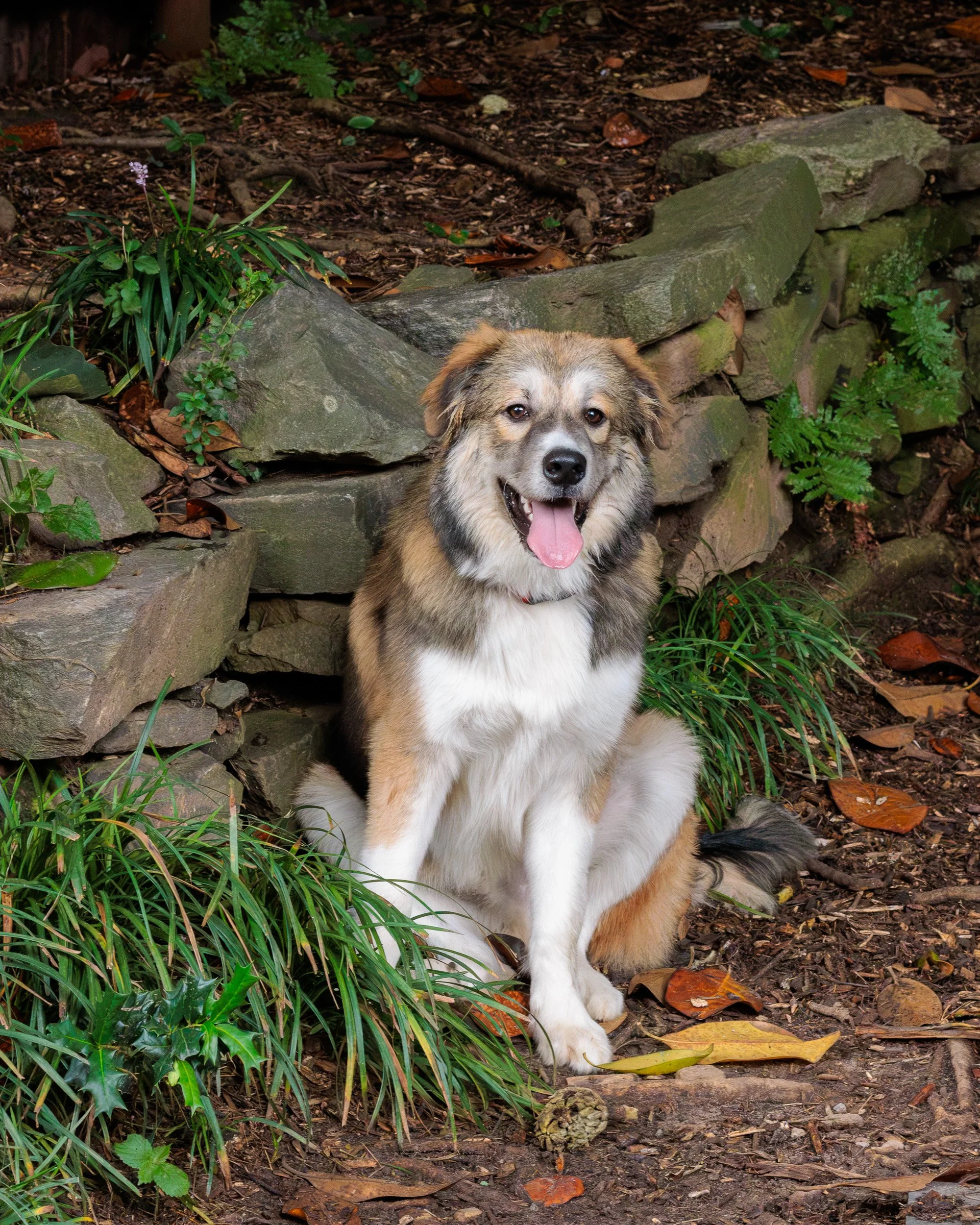Poppy, All Grown Up-34.jpg
