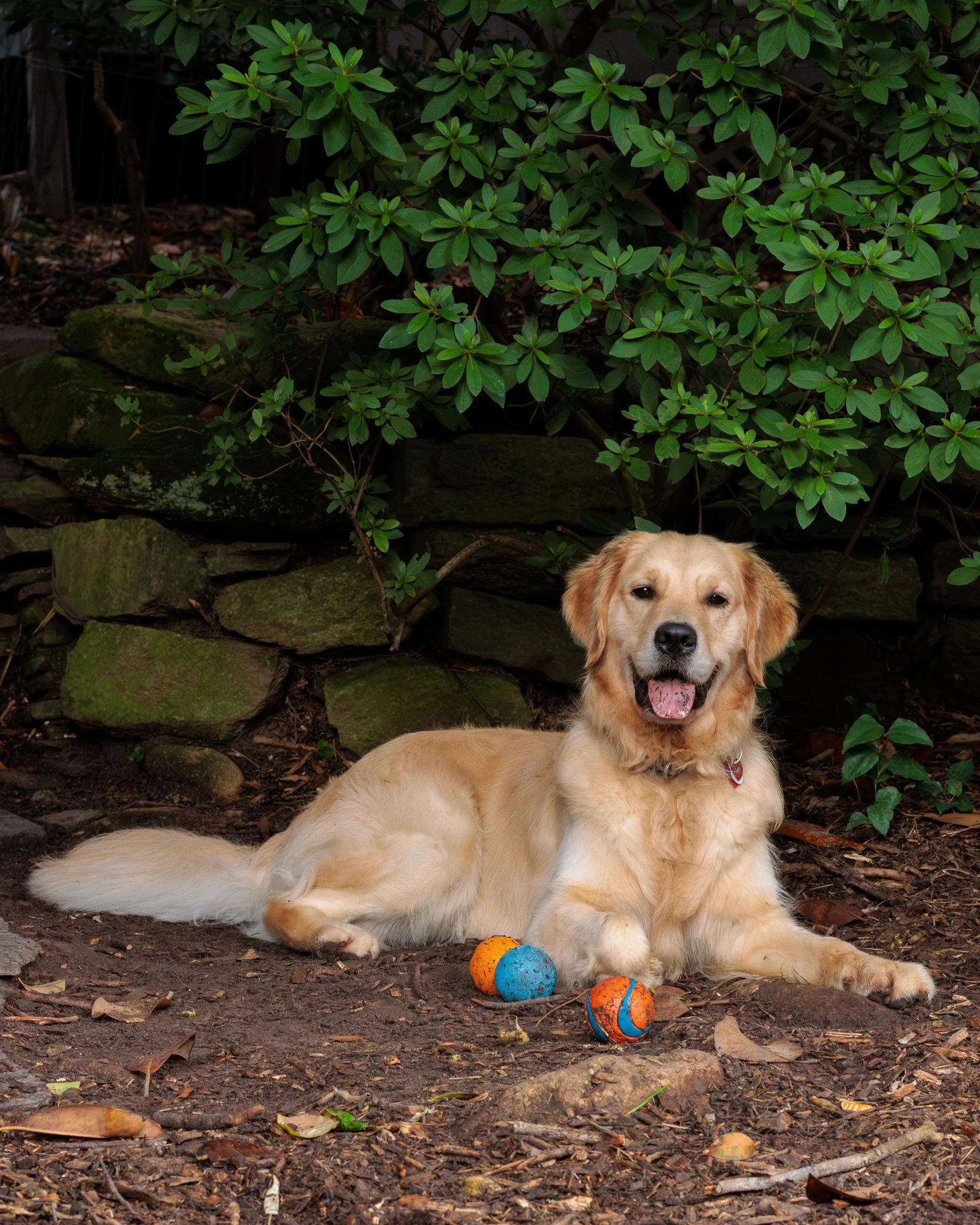 Poppy, All Grown Up-35.jpg