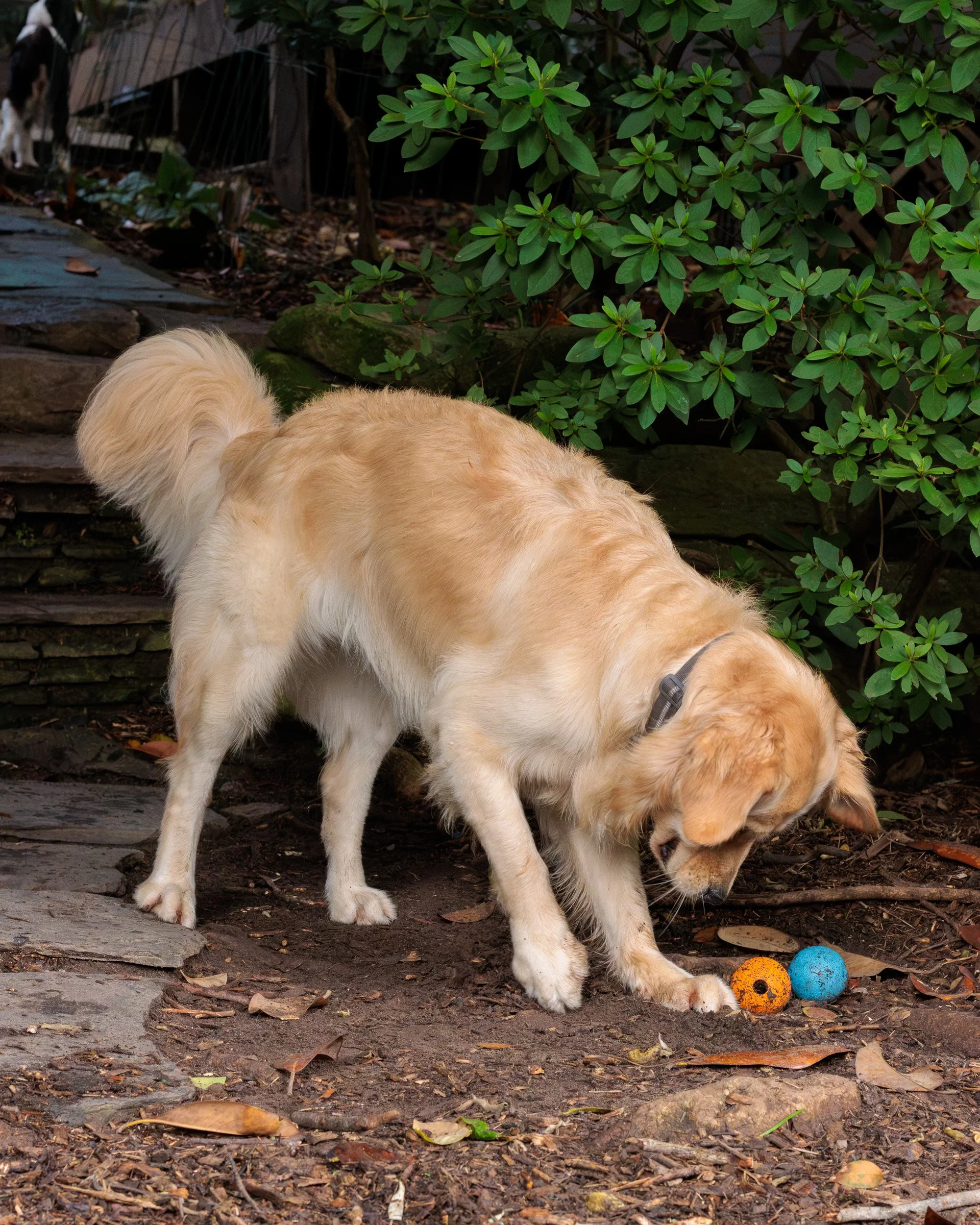 Poppy, All Grown Up-36.jpg