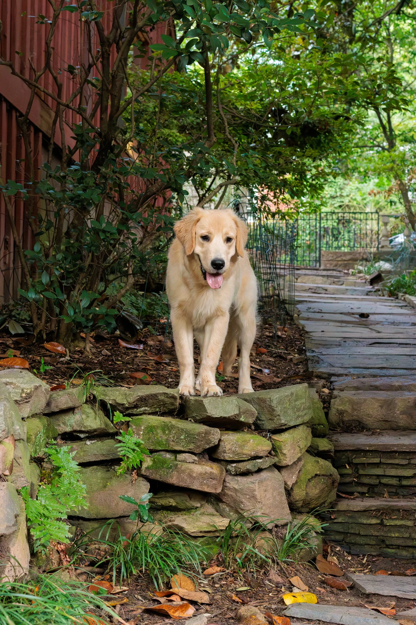 Poppy, All Grown Up-37.jpg