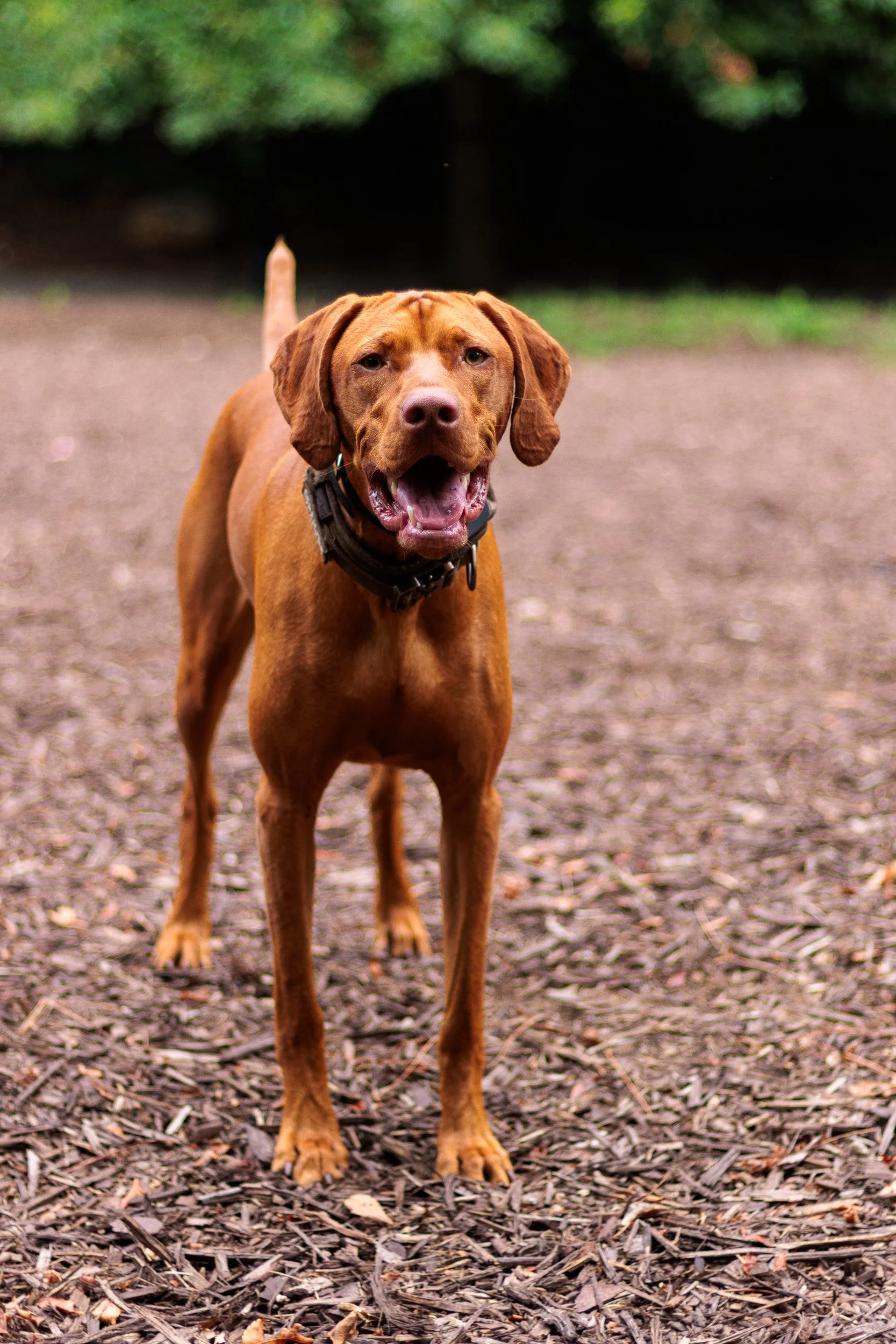 A Wednesday at Piedmont Dog Park-02.jpg