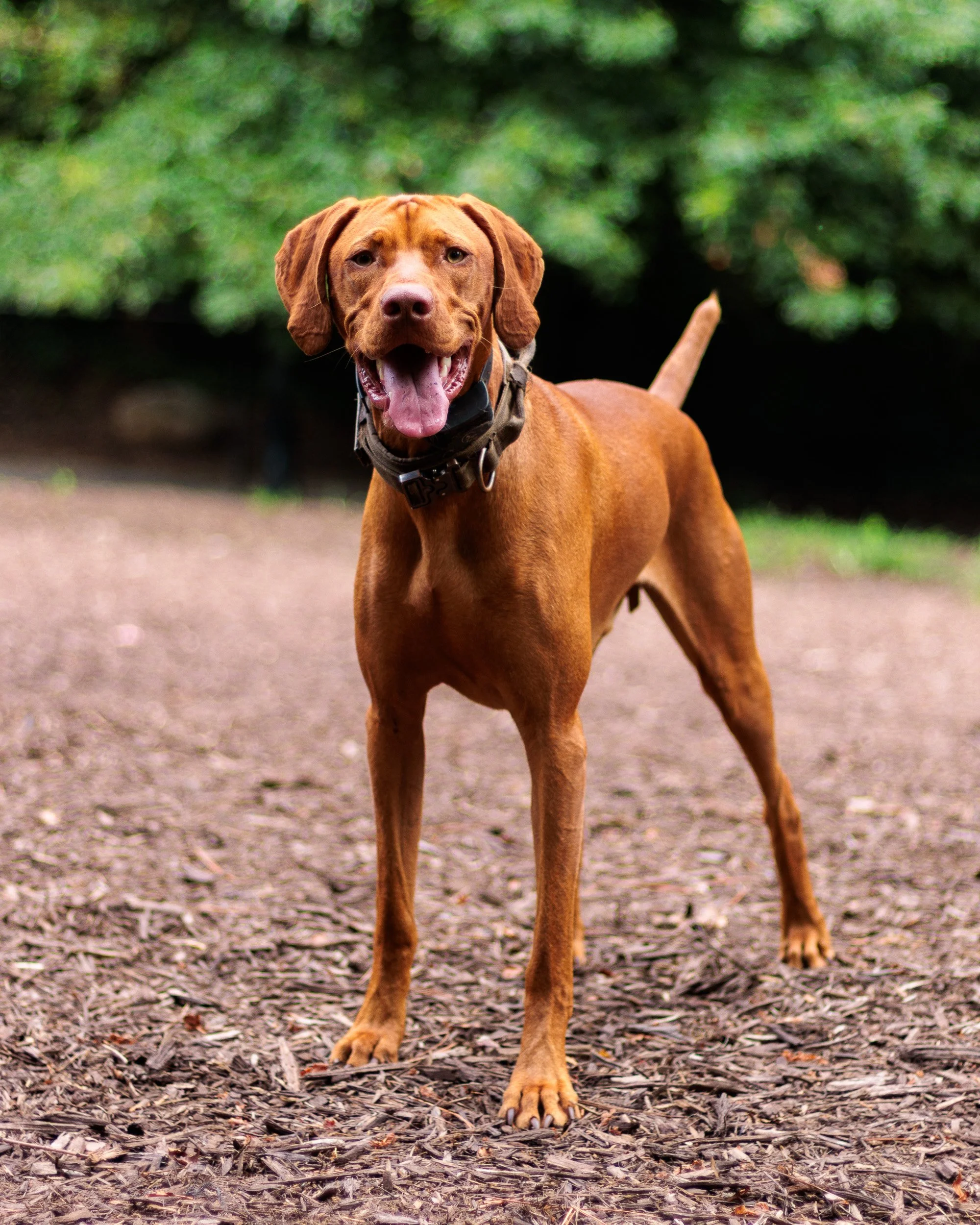 A Wednesday at Piedmont Dog Park-01.jpg