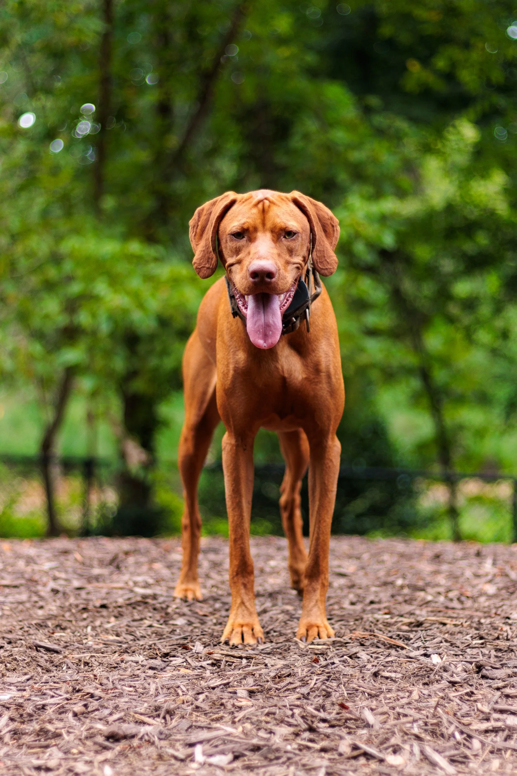 A Wednesday at Piedmont Dog Park-03.jpg