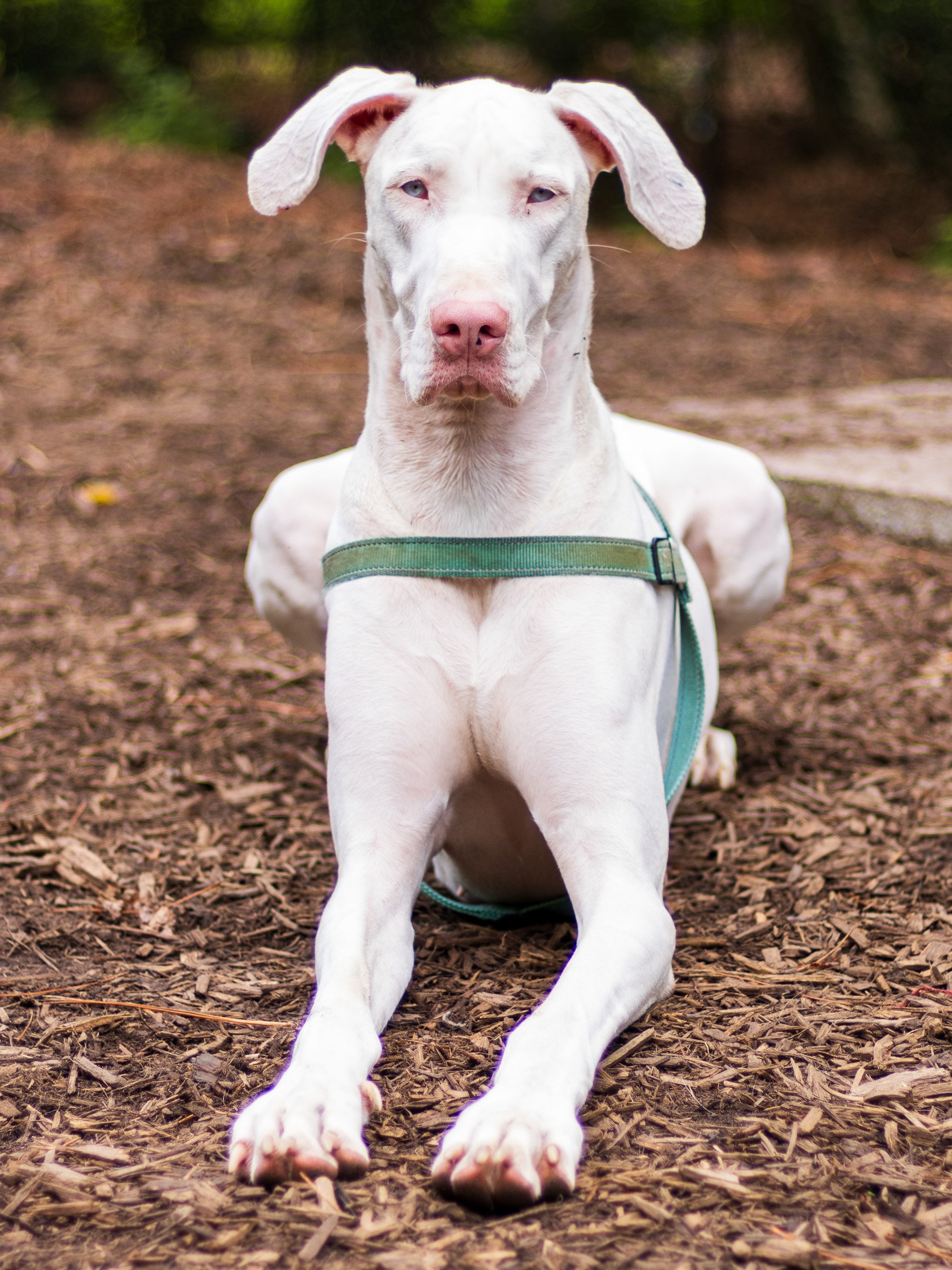 A Wednesday at Piedmont Dog Park-04.jpg