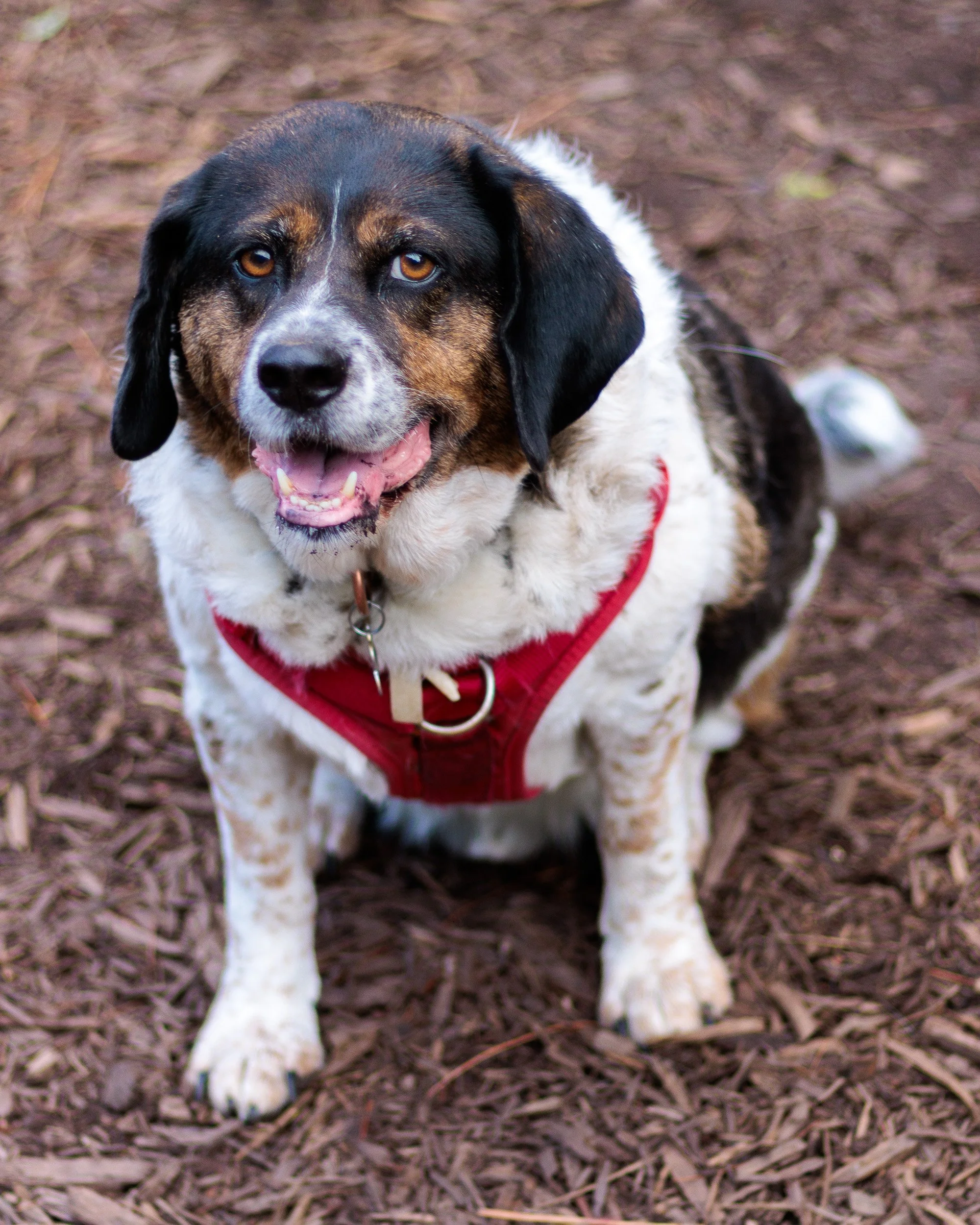 A Wednesday at Piedmont Dog Park-05.jpg