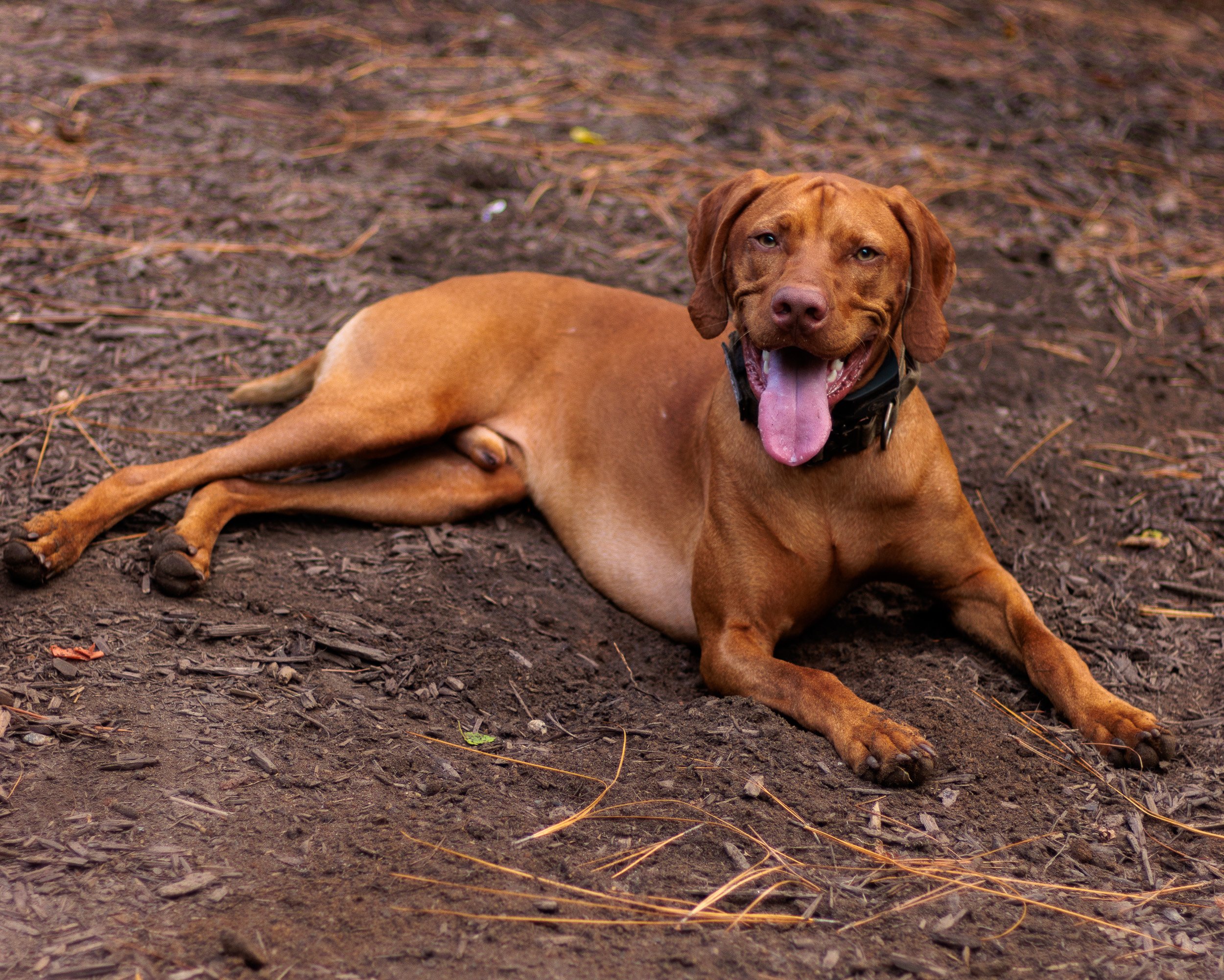 A Wednesday at Piedmont Dog Park-06.jpg