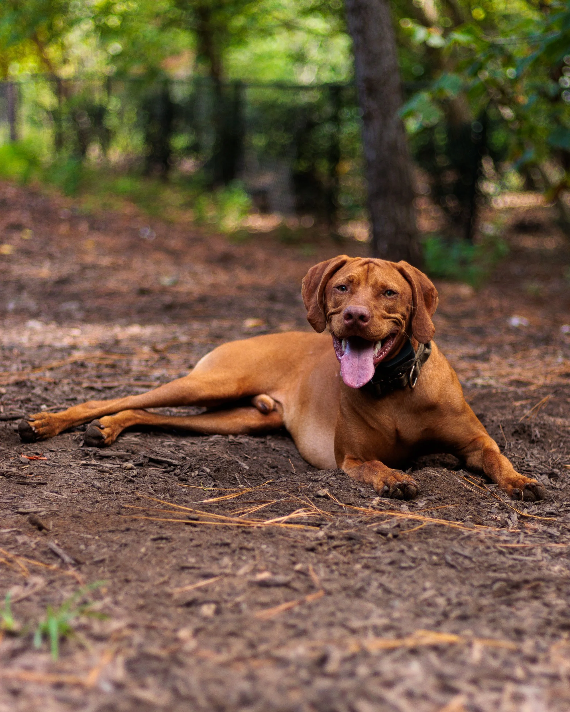 A Wednesday at Piedmont Dog Park-07.jpg
