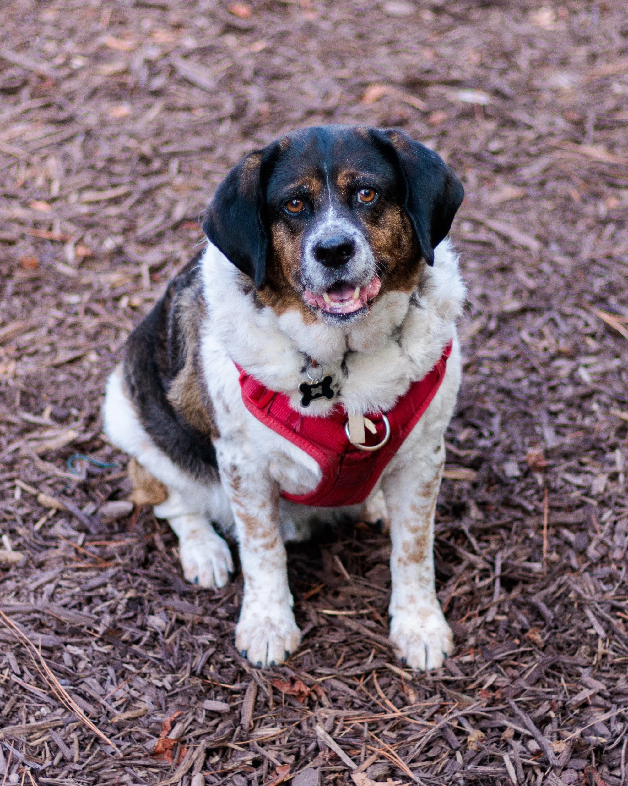 A Wednesday at Piedmont Dog Park-08.jpg