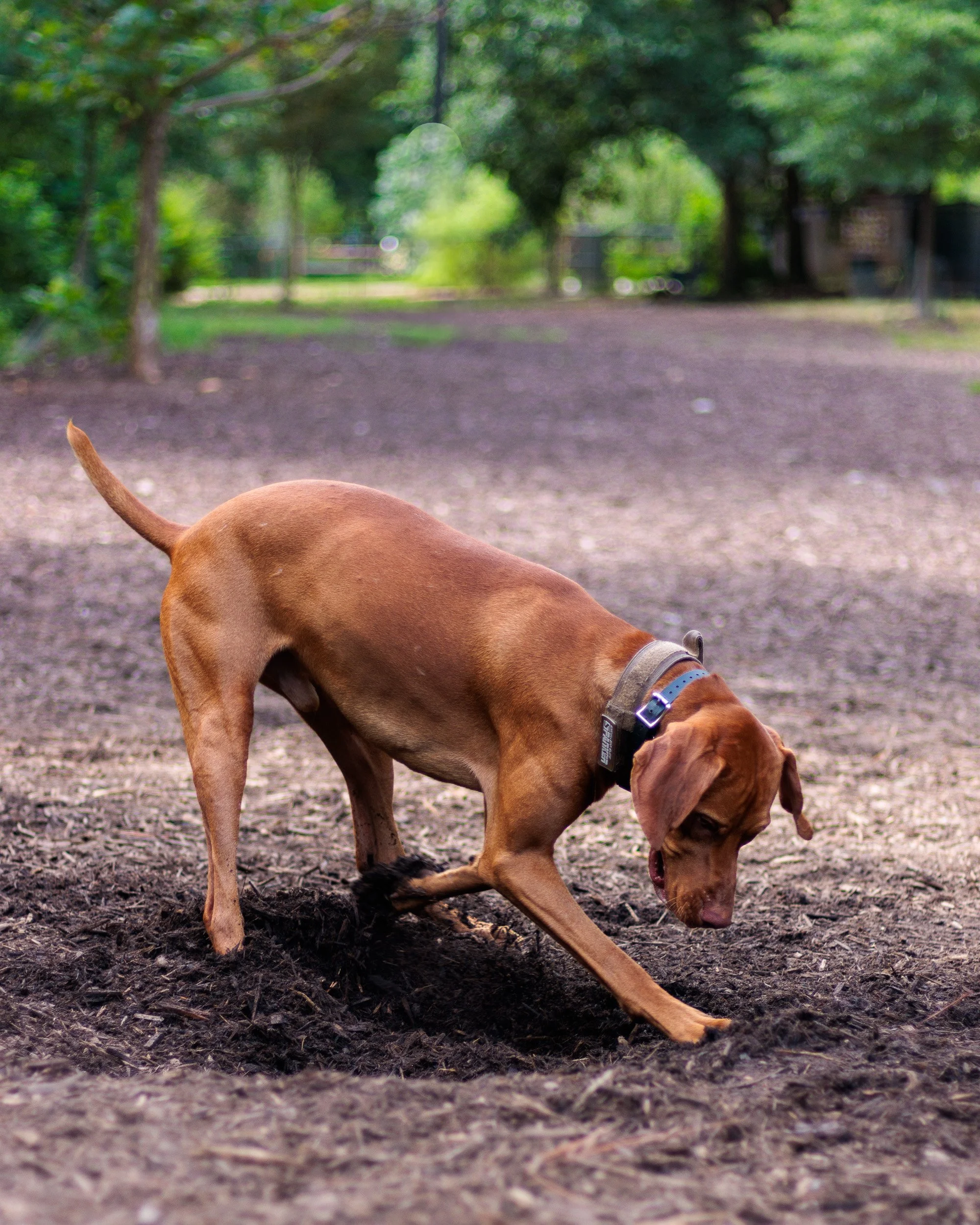 A Wednesday at Piedmont Dog Park-09.jpg