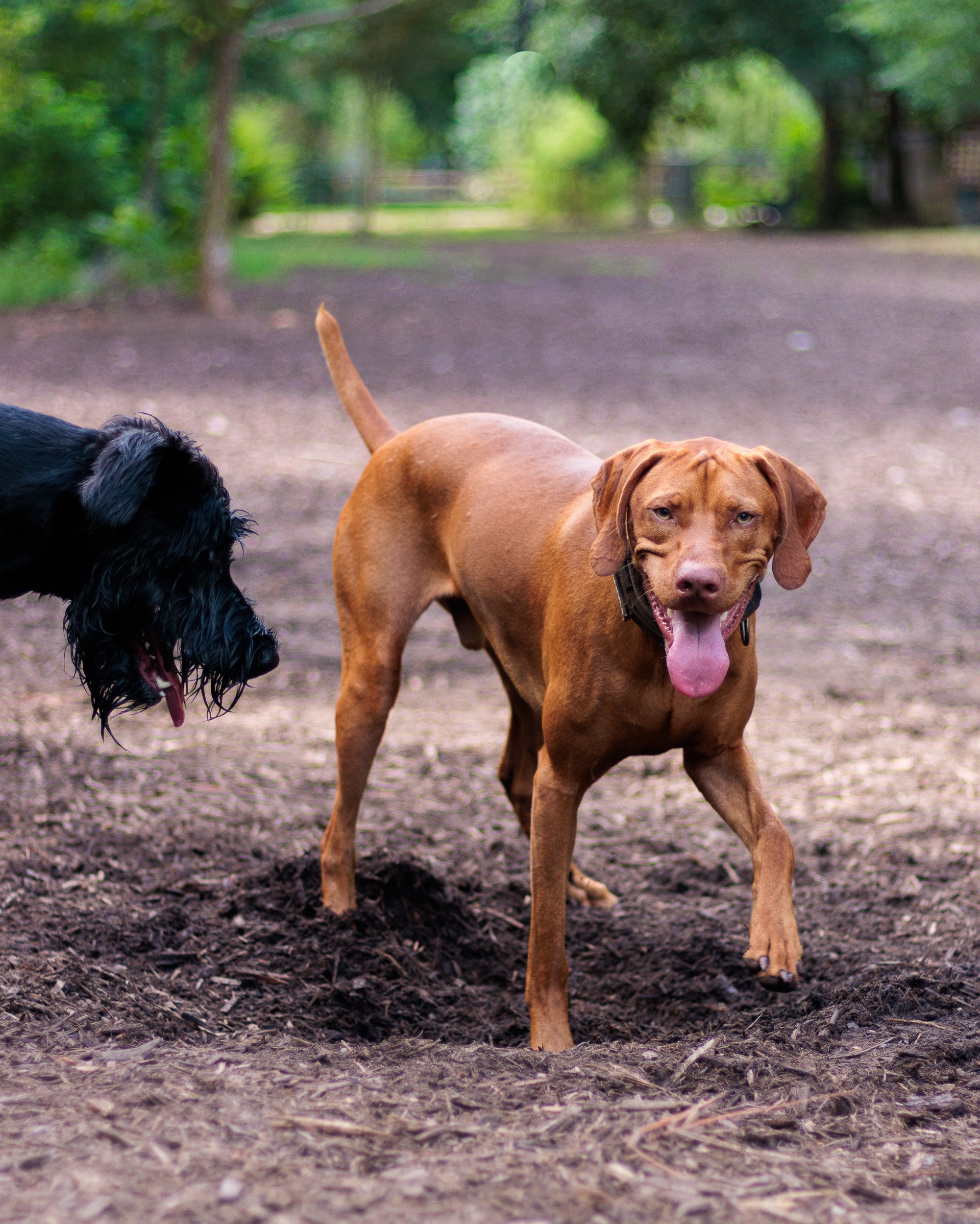A Wednesday at Piedmont Dog Park-10.jpg
