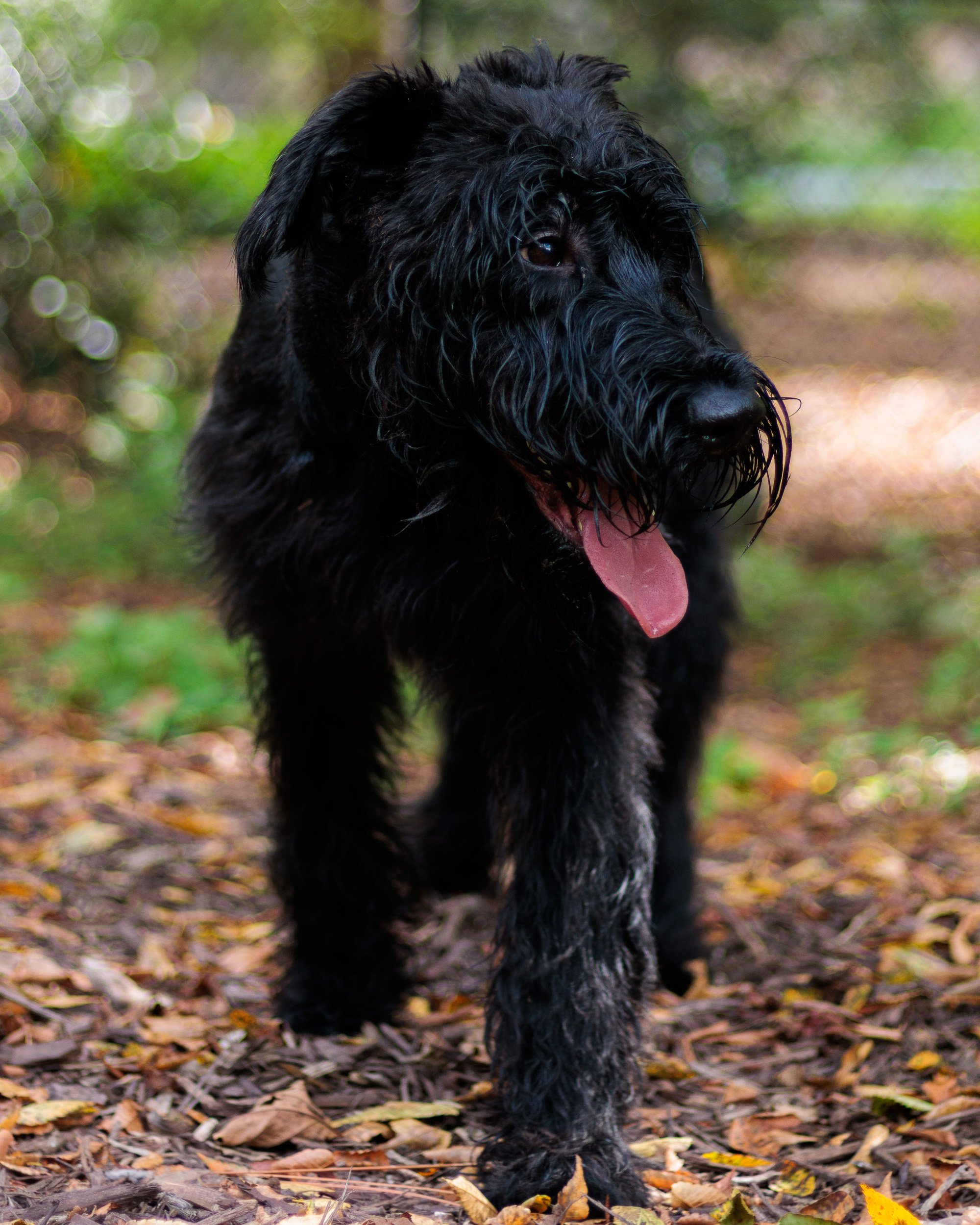 A Wednesday at Piedmont Dog Park-11.jpg