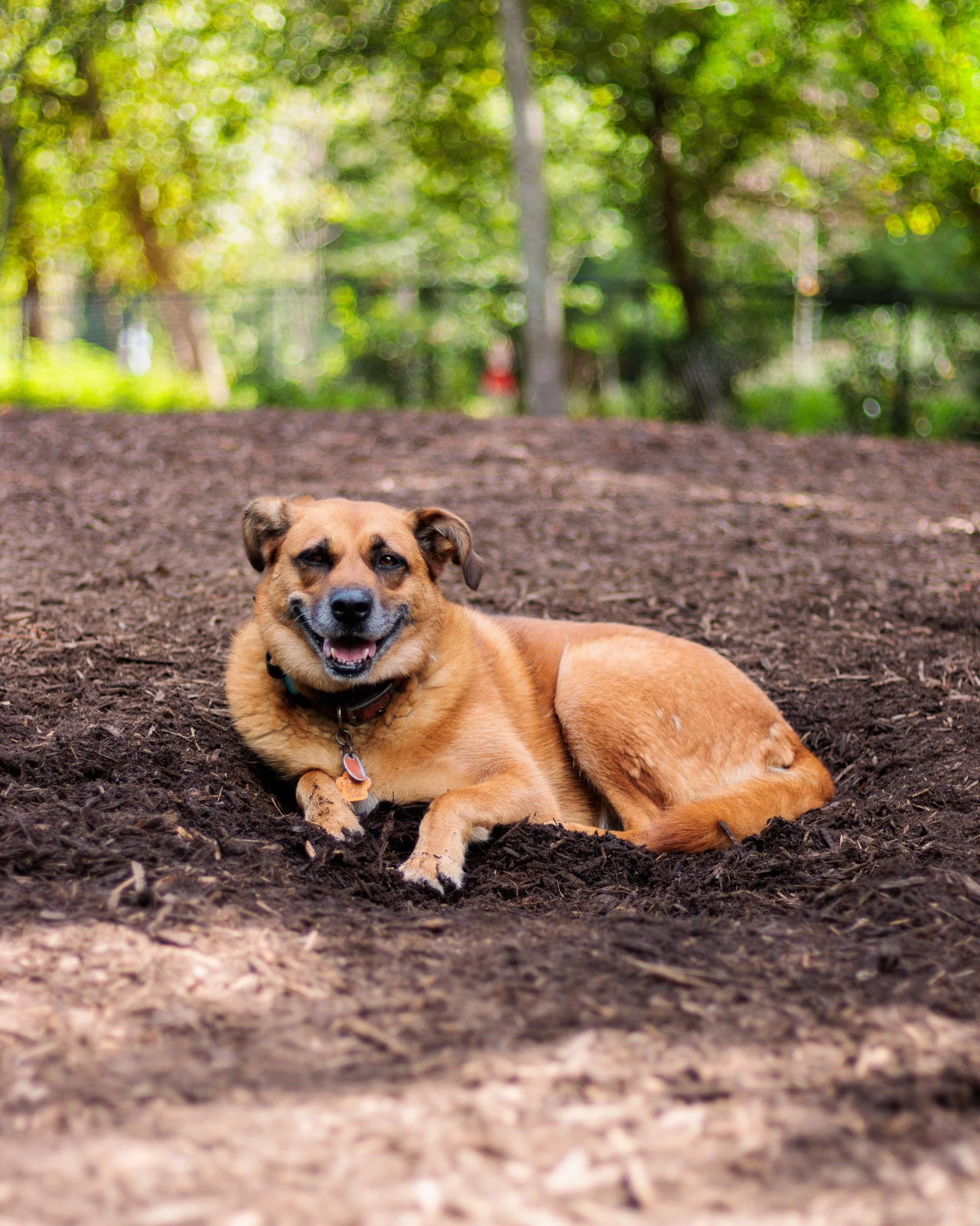A Wednesday at Piedmont Dog Park-12.jpg