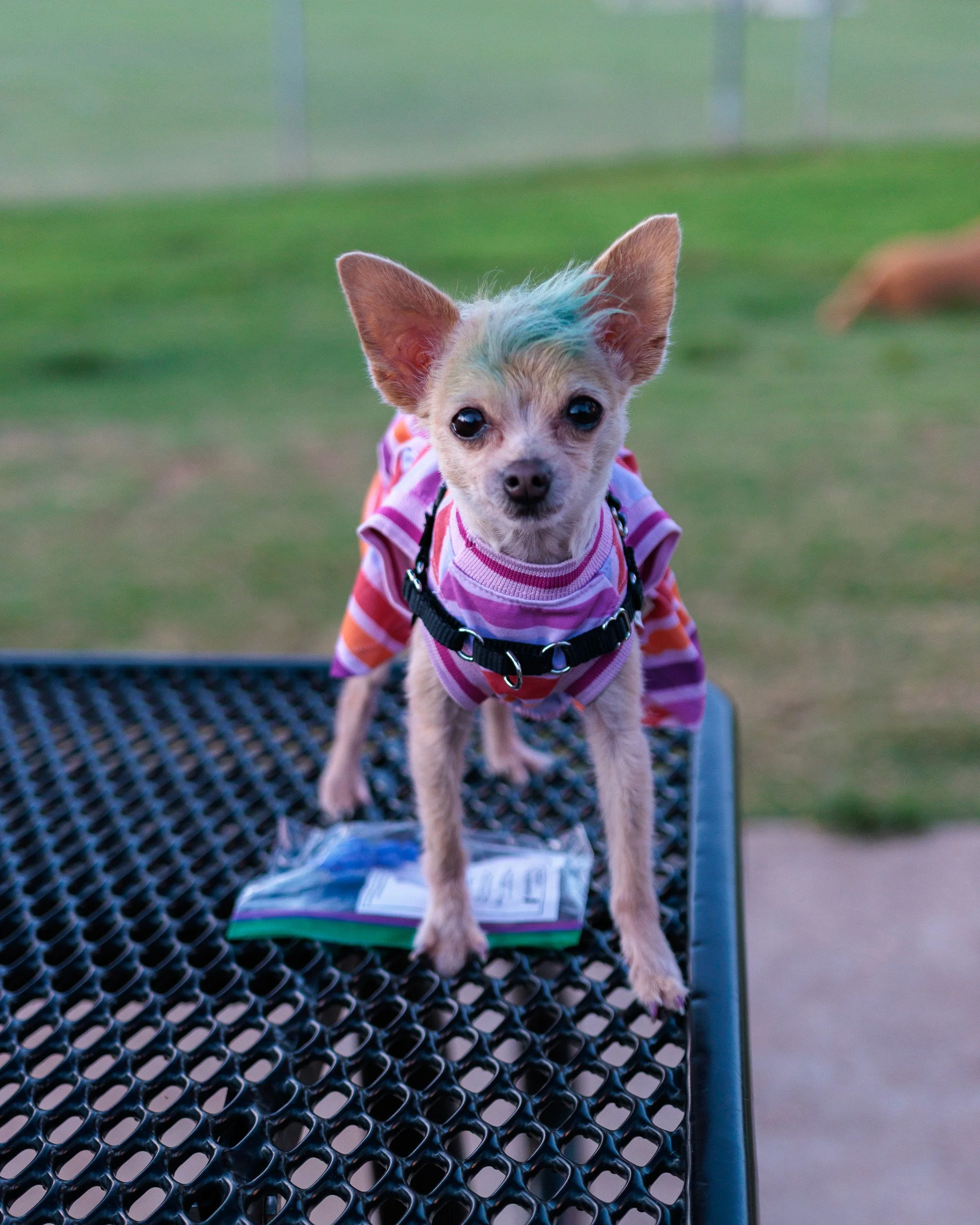 New Park, New Lens, No Light-11.jpg