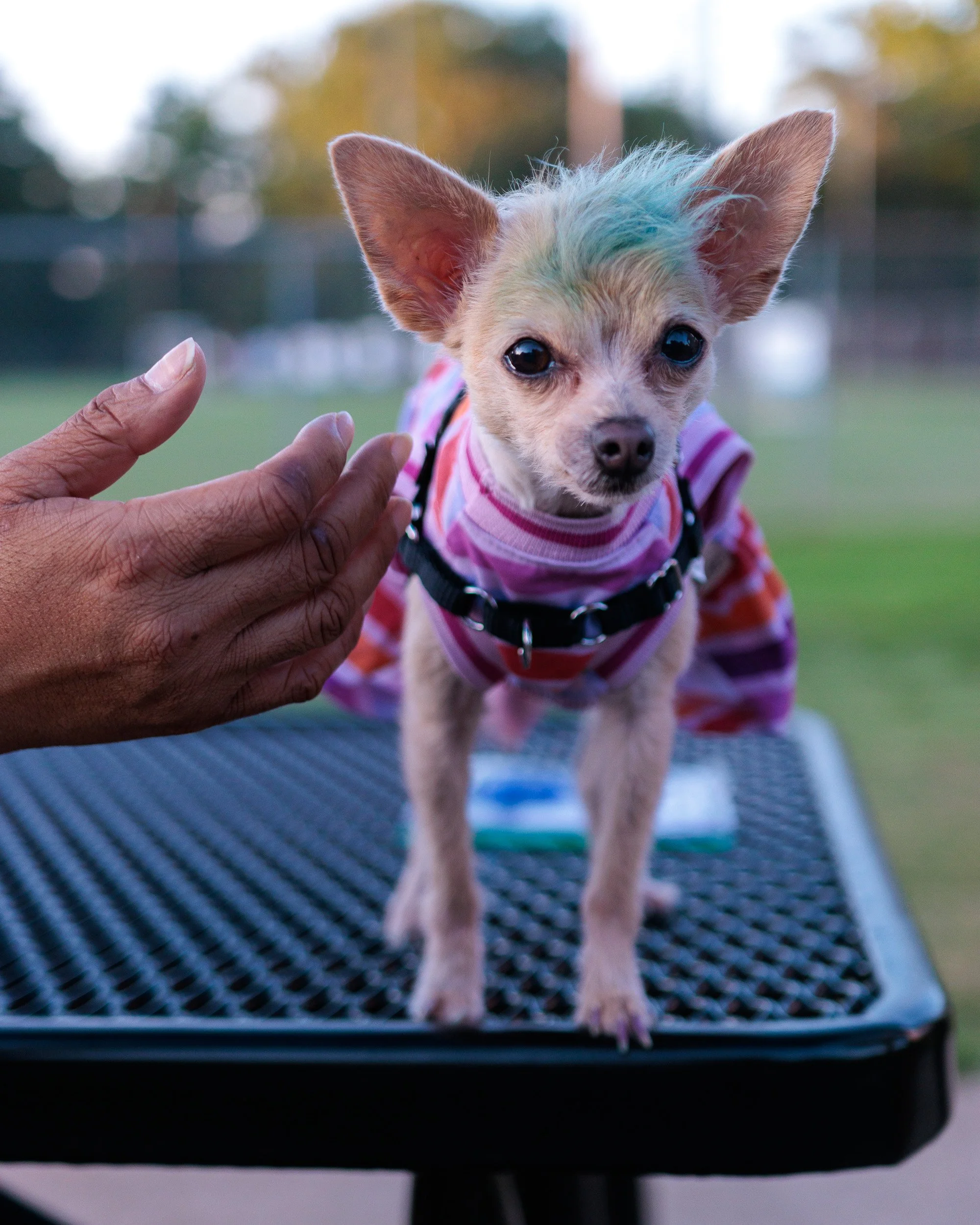 New Park, New Lens, No Light-12.jpg