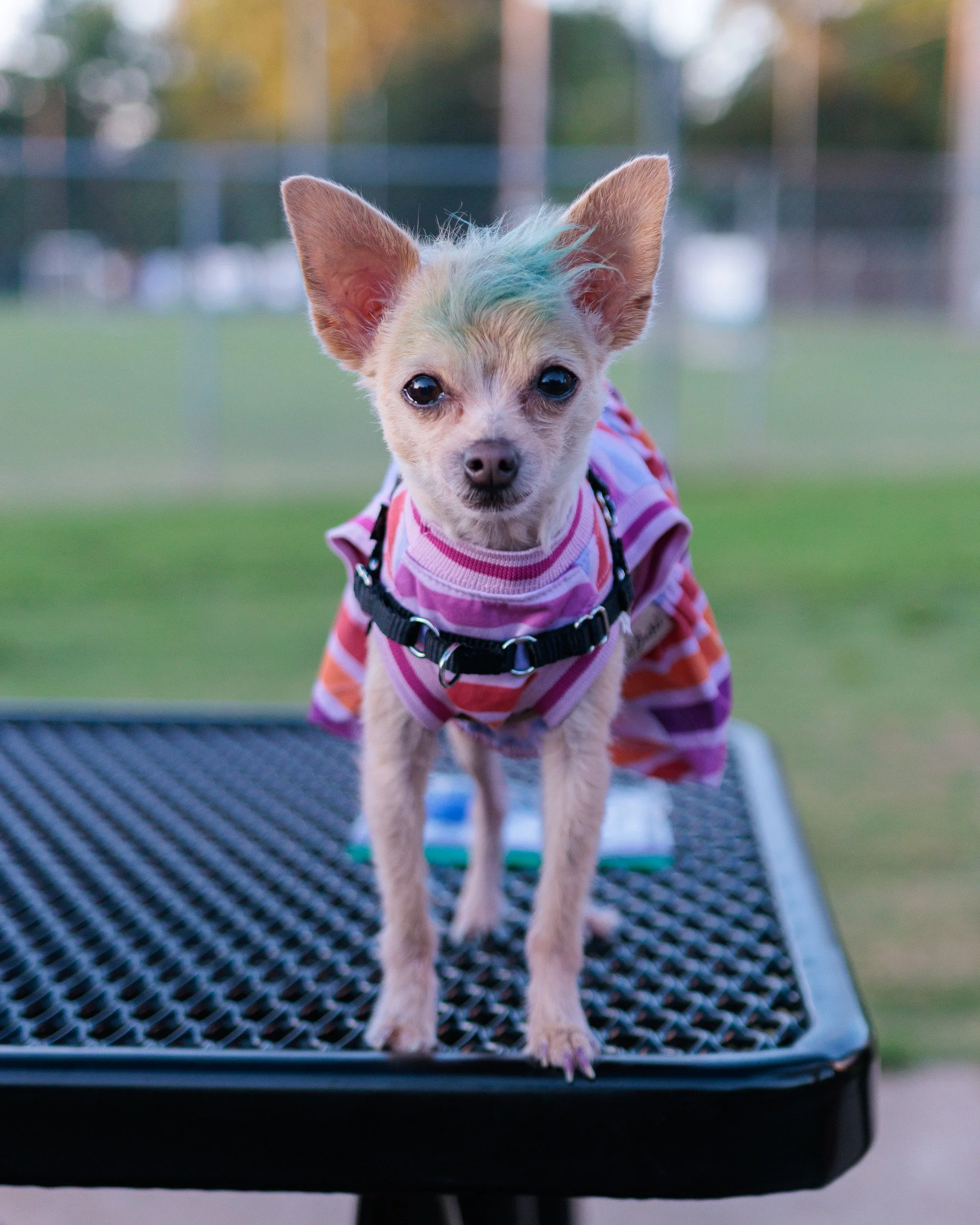 New Park, New Lens, No Light-13.jpg