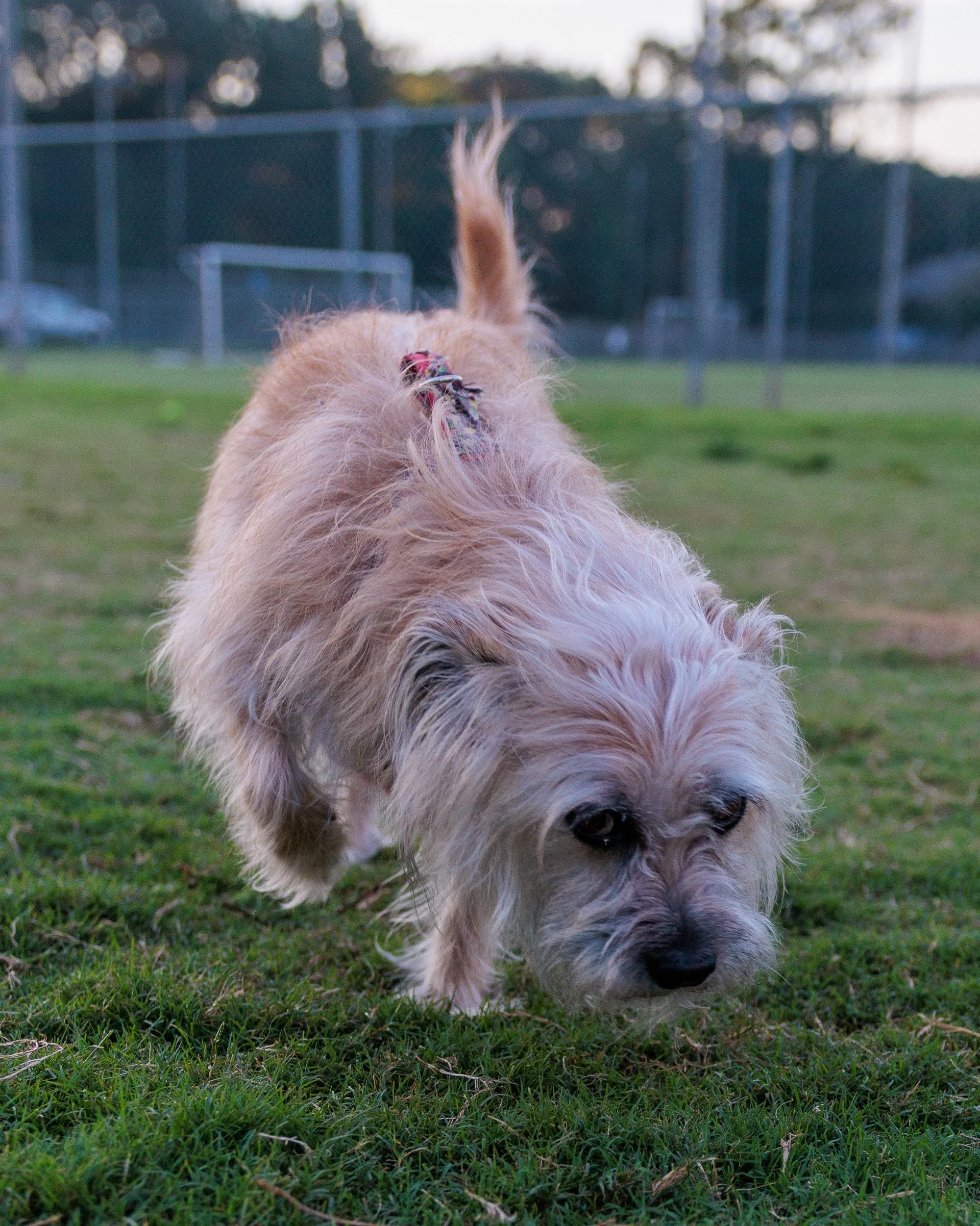 New Park, New Lens, No Light-14.jpg