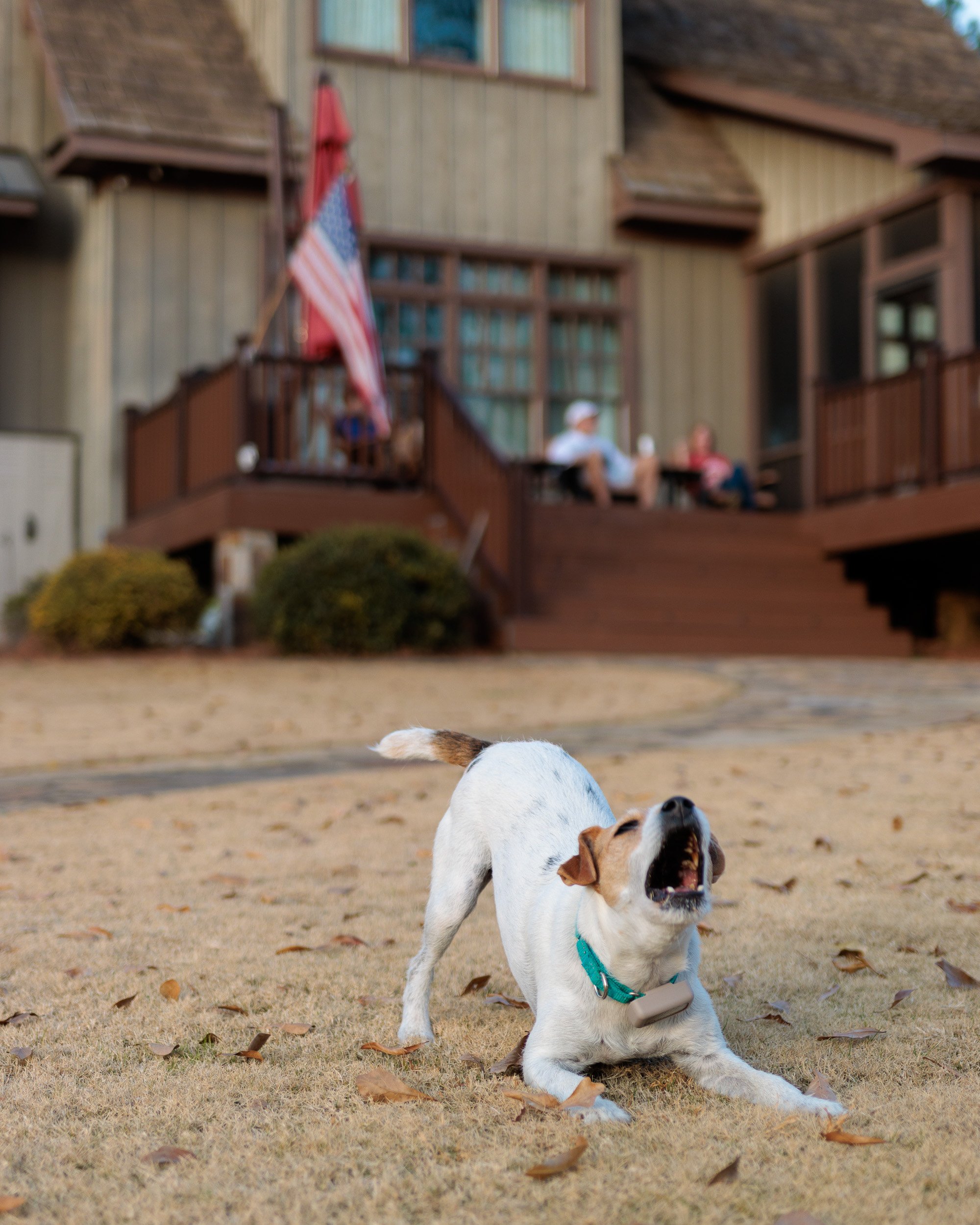 Jack Russell sniffing the winter lawn in front of the lake house