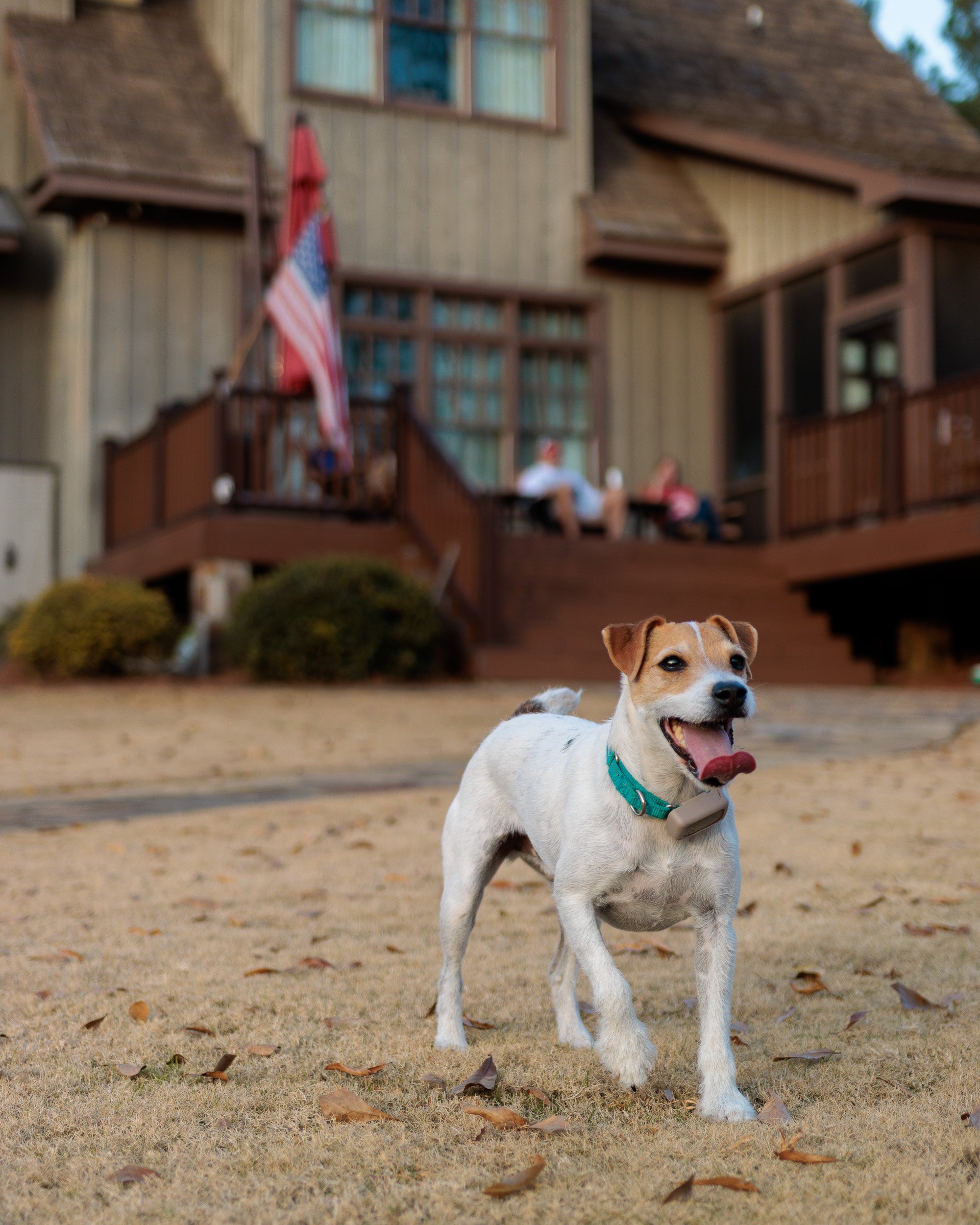 Jack Russell trotting across the dry winter lawn in front of the house