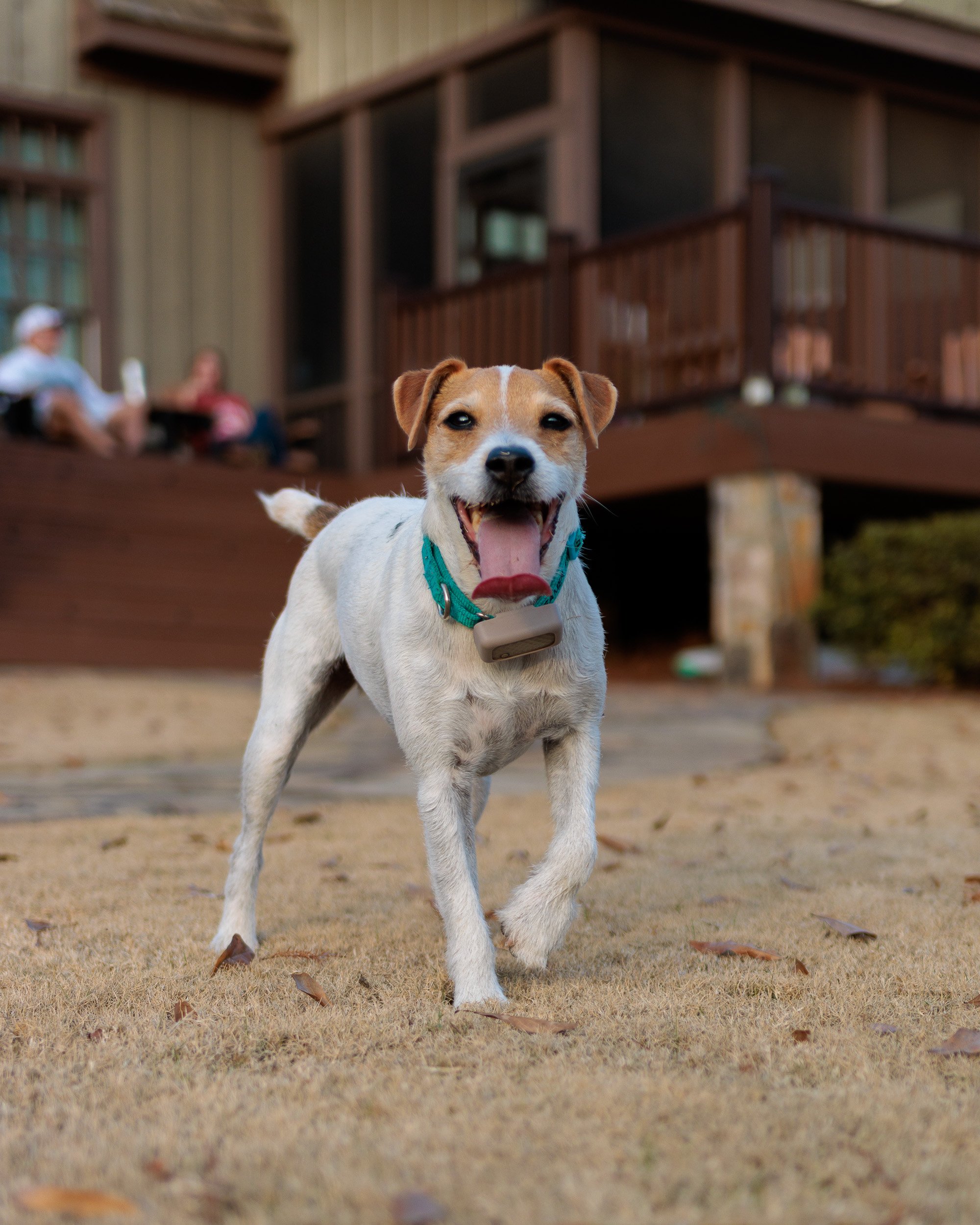Jack Russell running toward the camera across the front yard