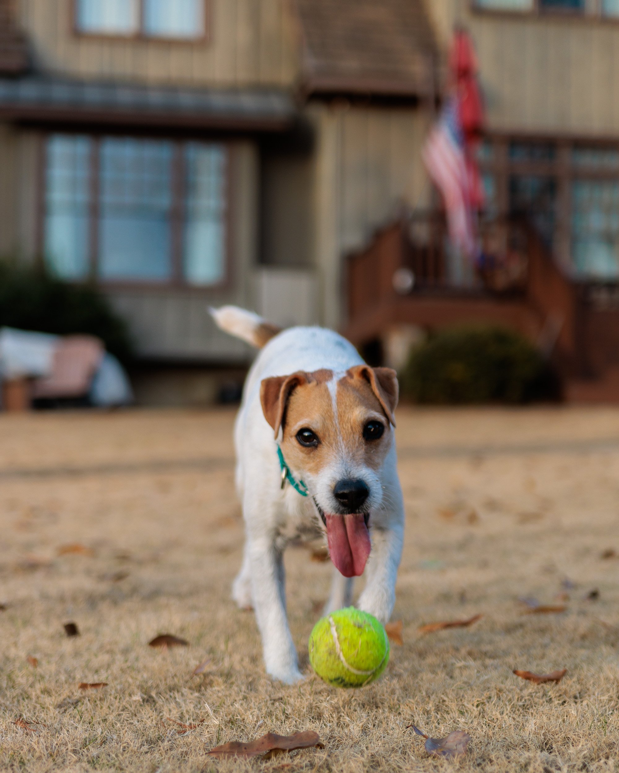 Jack Russell running after a tennis ball at golden hour