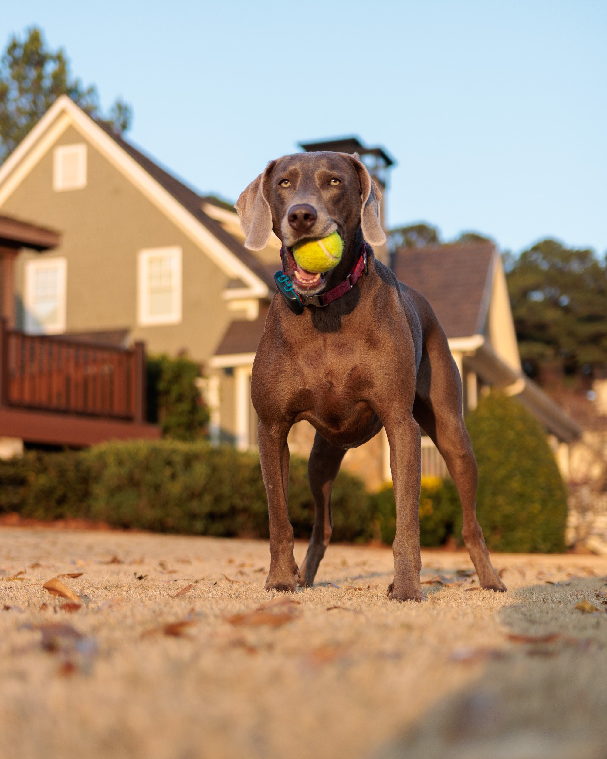 Weimaraner carrying a tennis ball across the yard at sunset