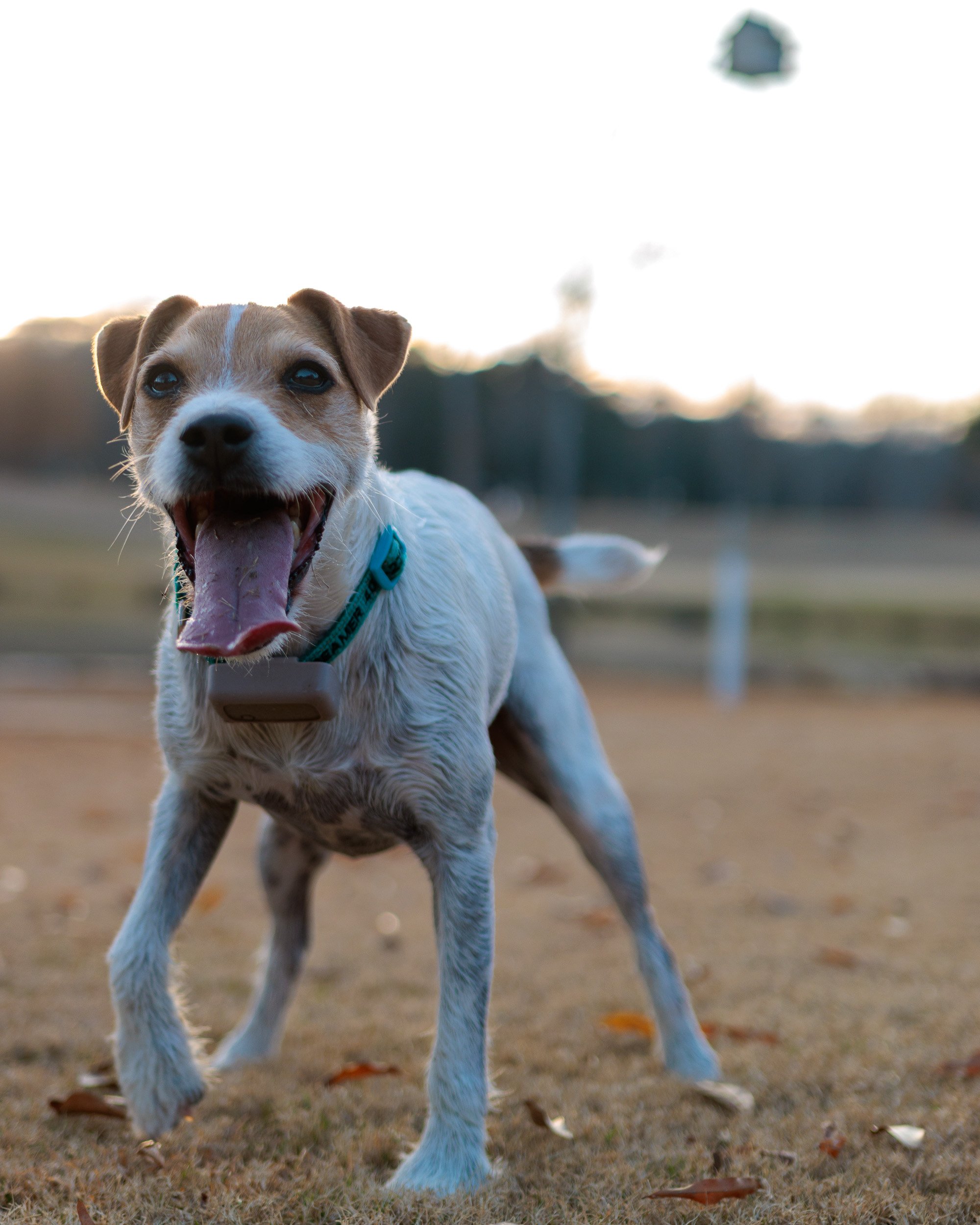 Jack Russell with mouth wide open, close to the camera at golden hour