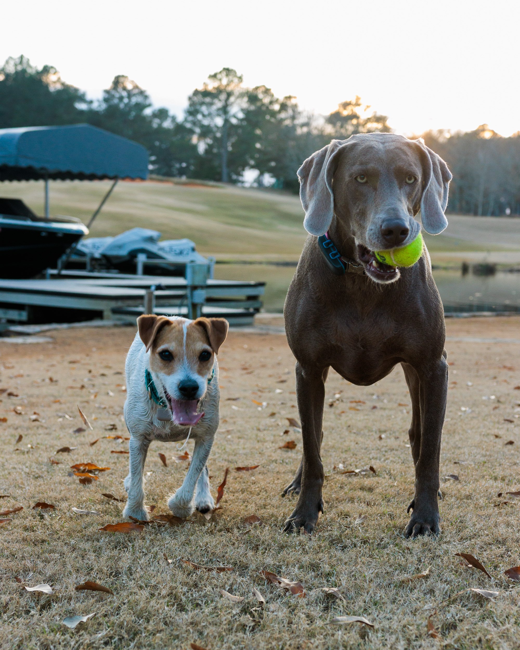 Jack Russell and Weimaraner side by side, the Weimaraner holding a tennis ball