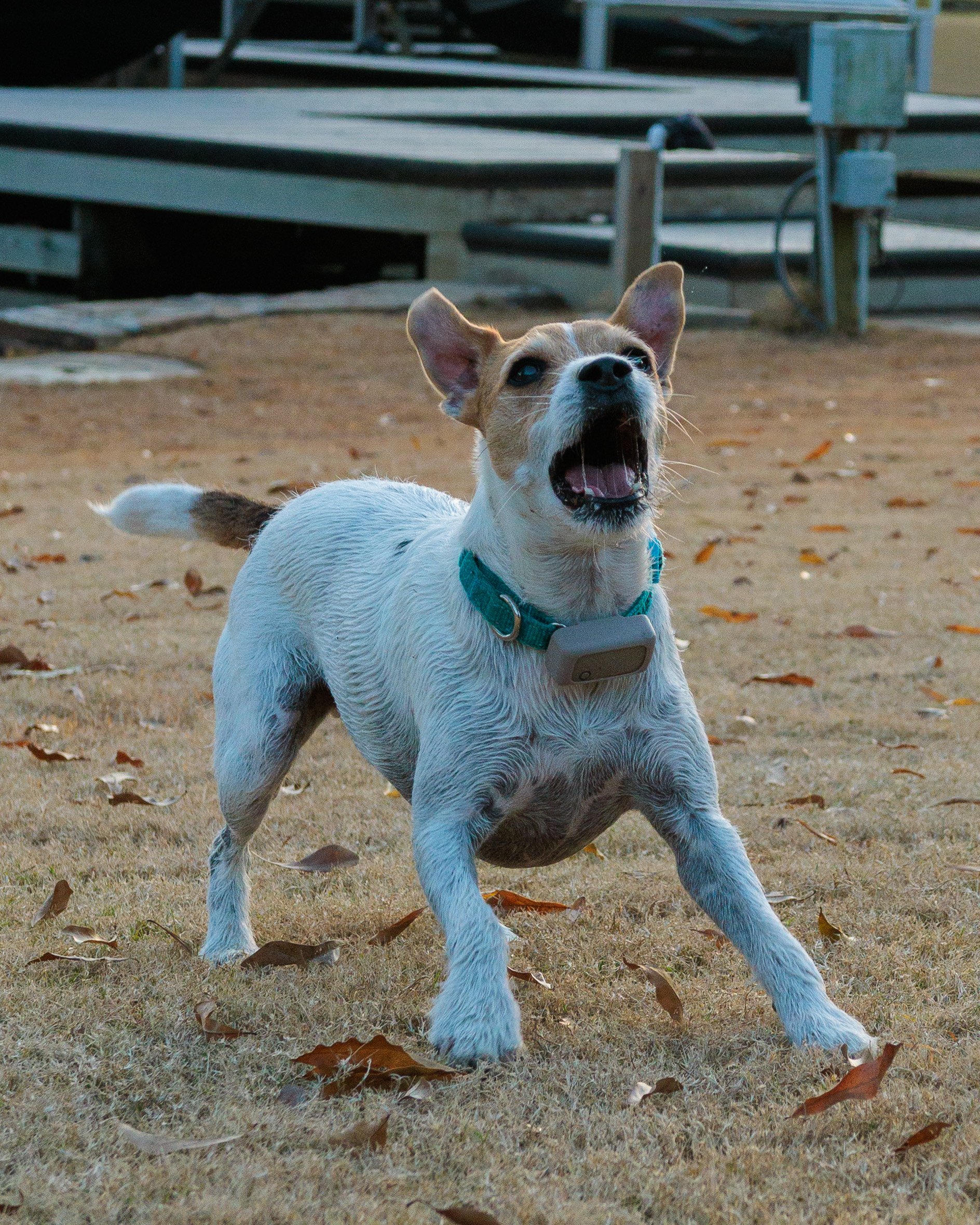 Jack Russell in a play bow on the dry grass by the lake