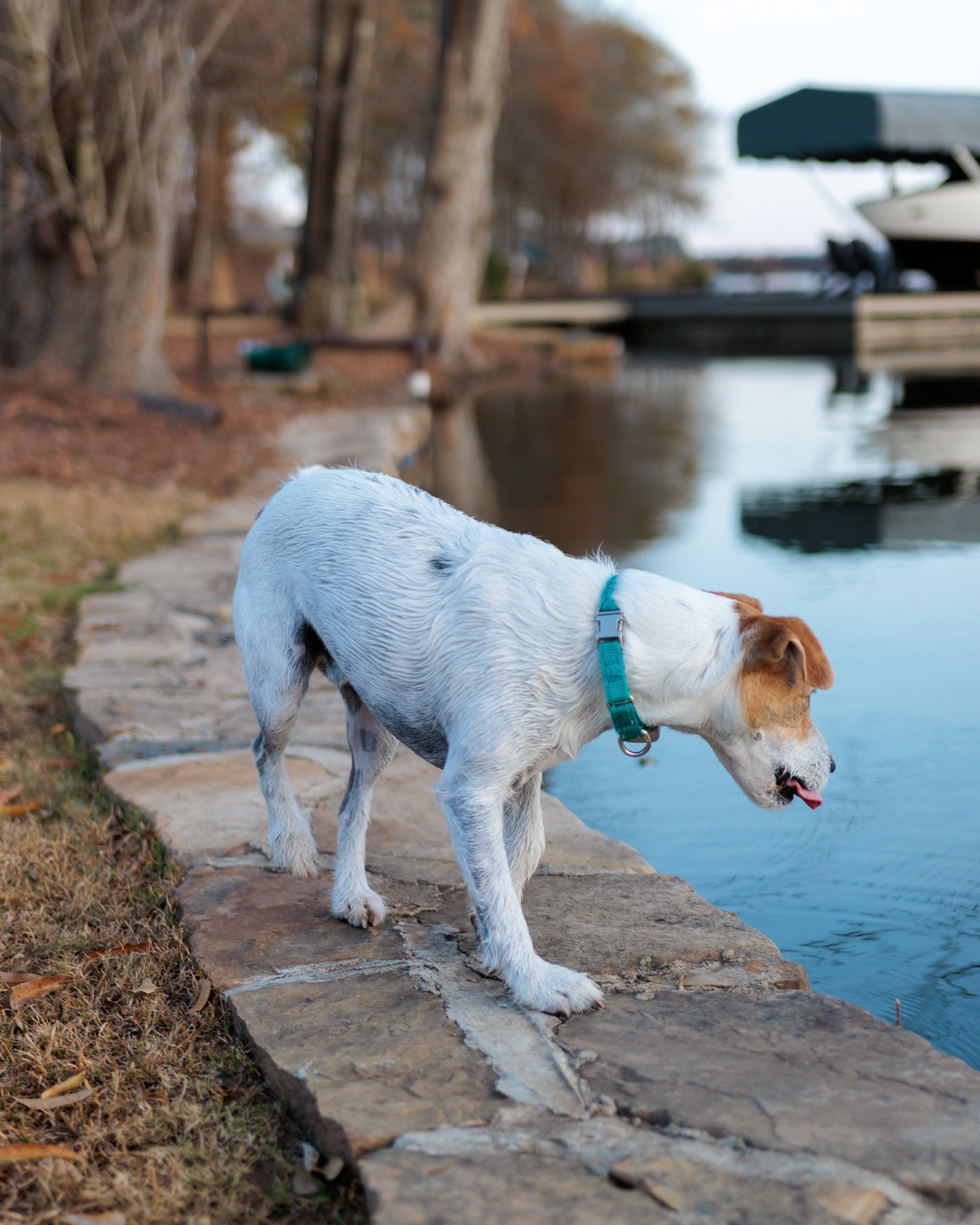 Jack Russell walking along the stone wall at the edge of the lake