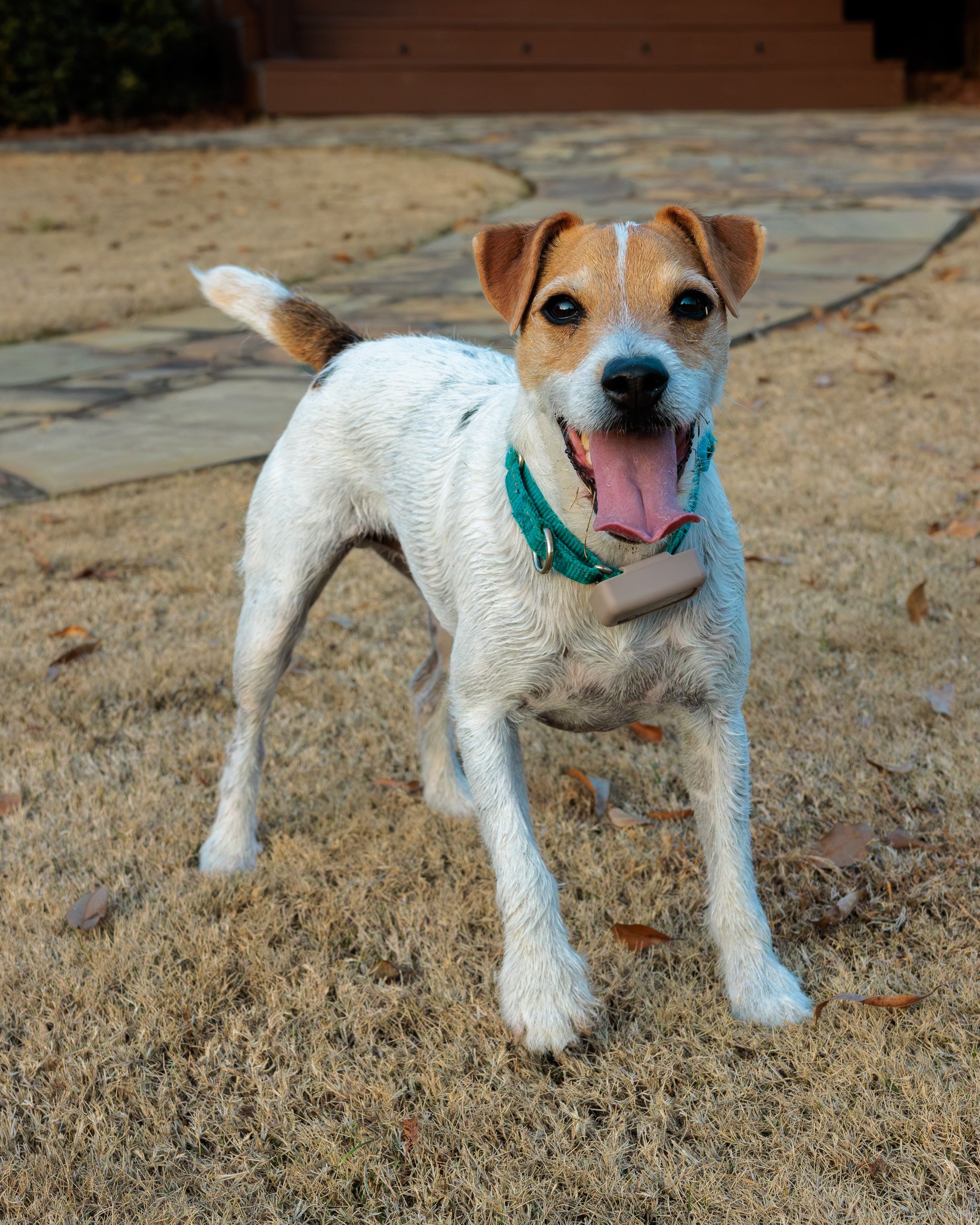 Jack Russell standing on the lawn with tongue out