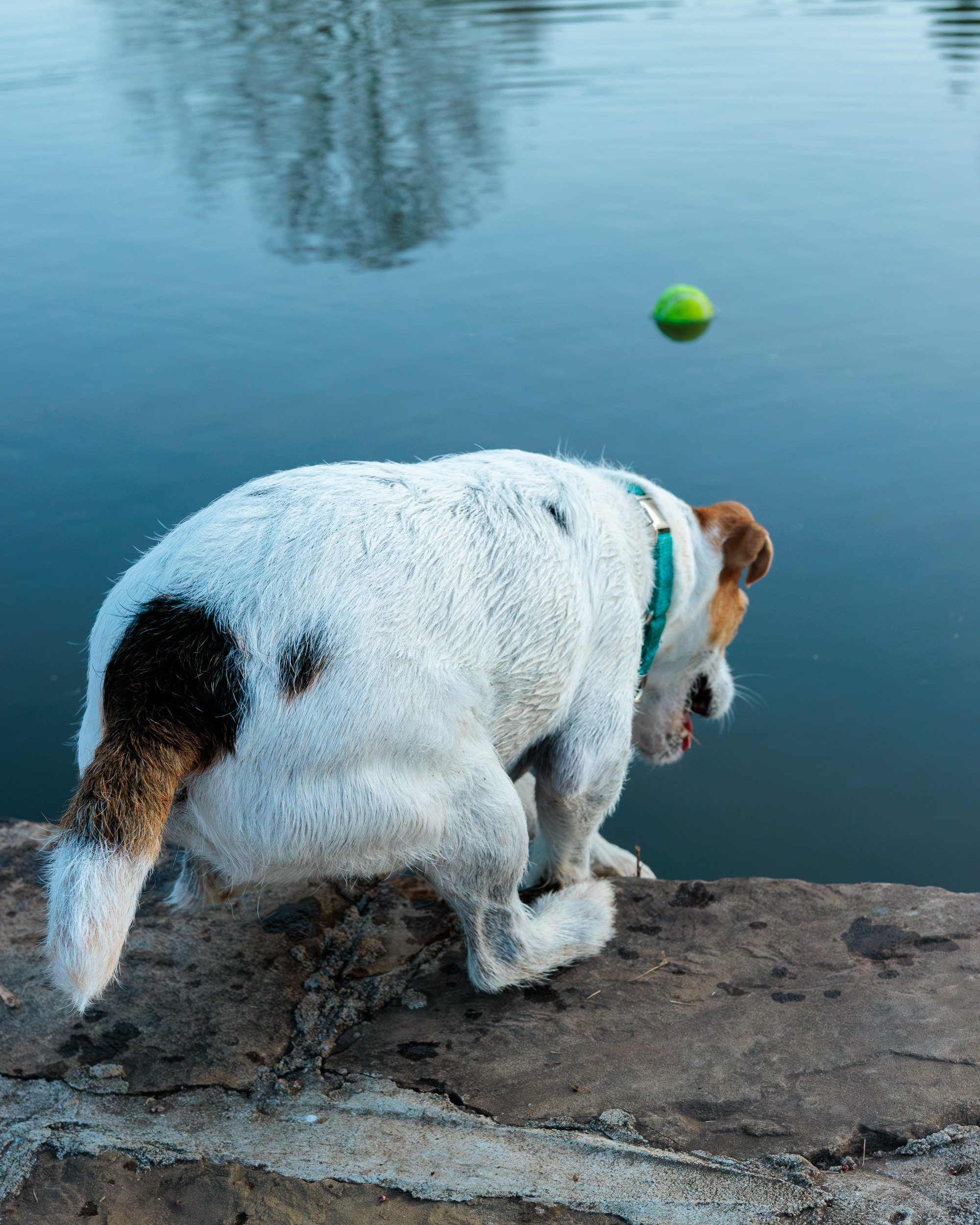 Jack Russell on the lake wall watching a tennis ball float in the water