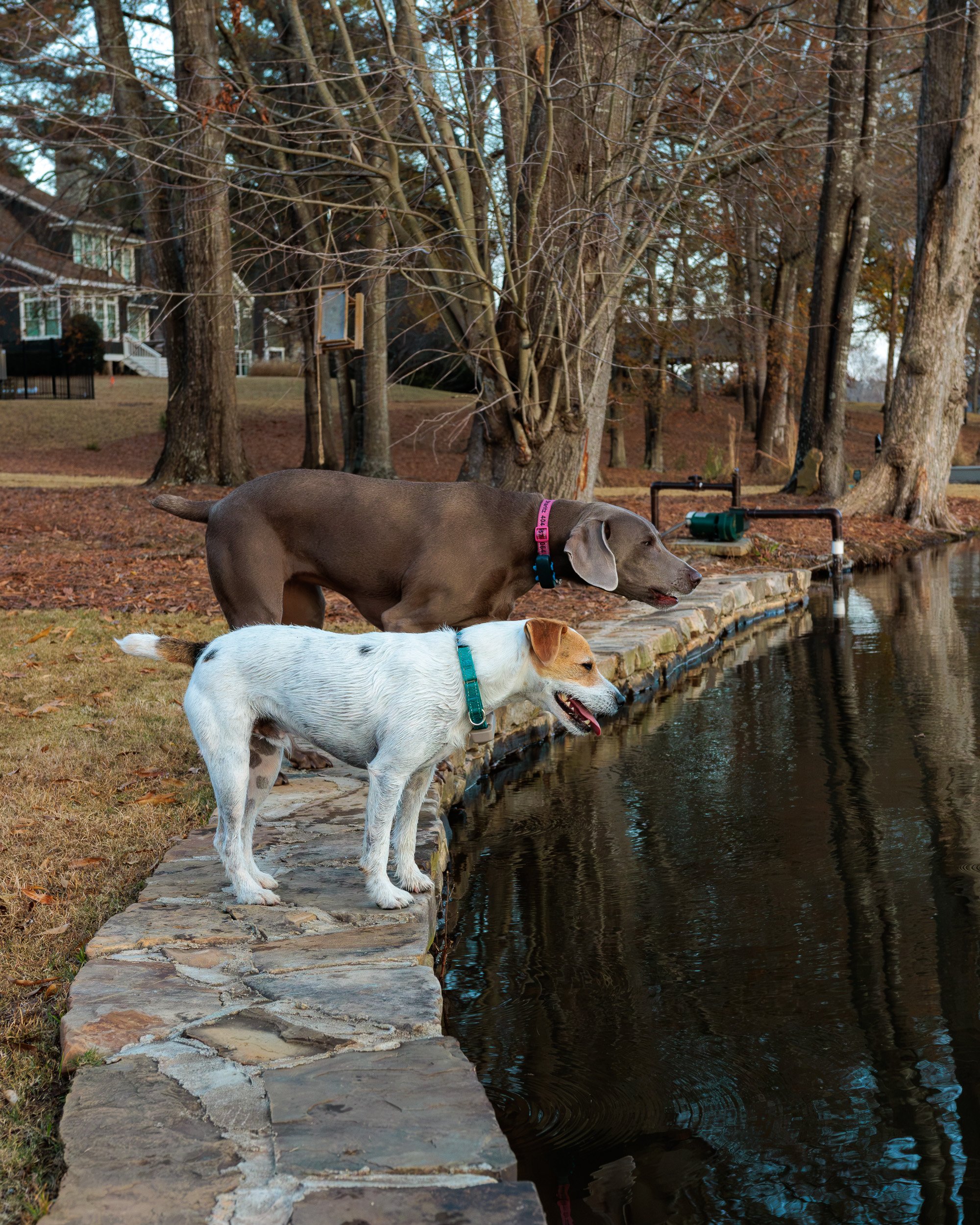 Jack Russell on the stone lake wall with the Weimaraner behind