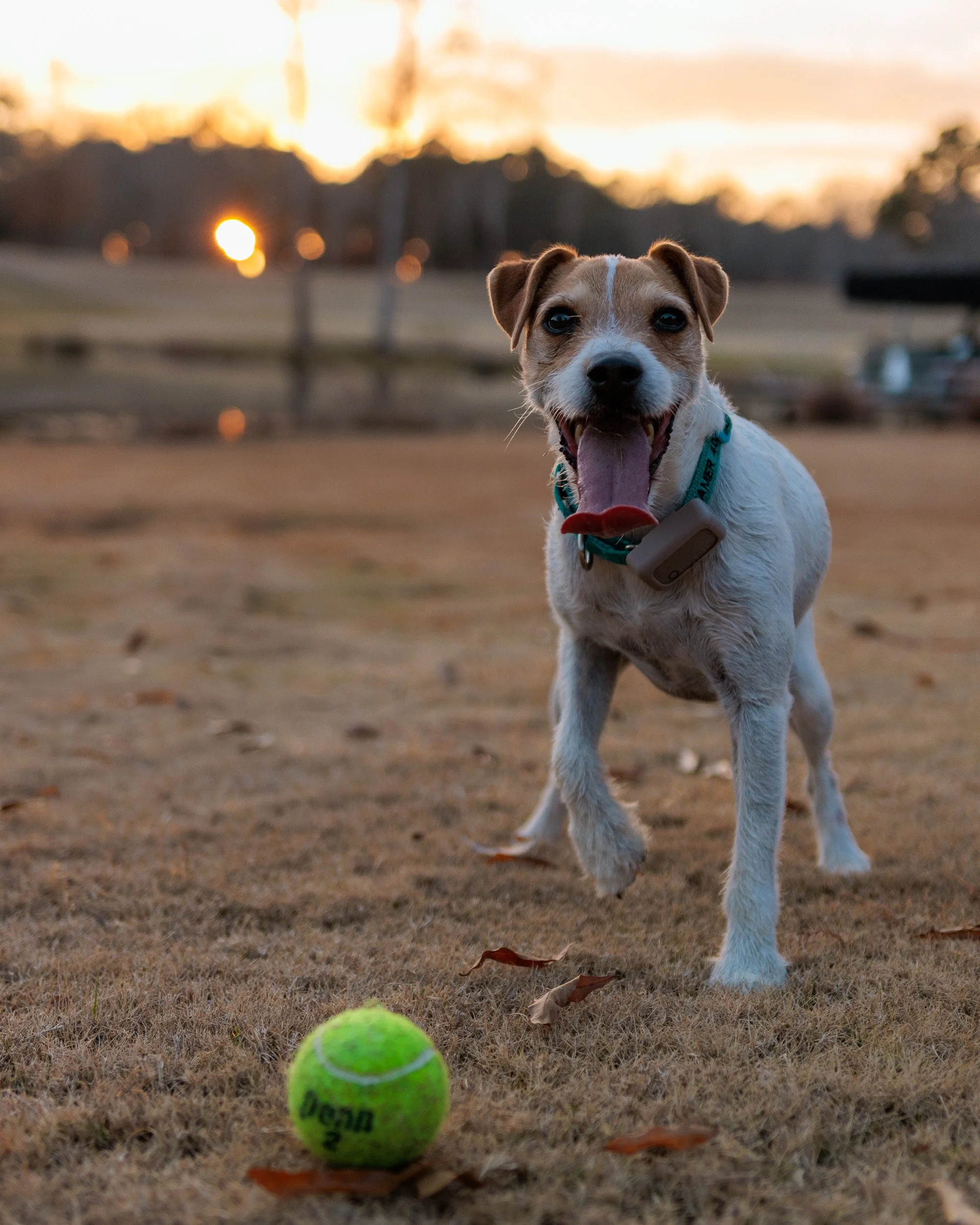 Jack Russell standing over a tennis ball at sunset