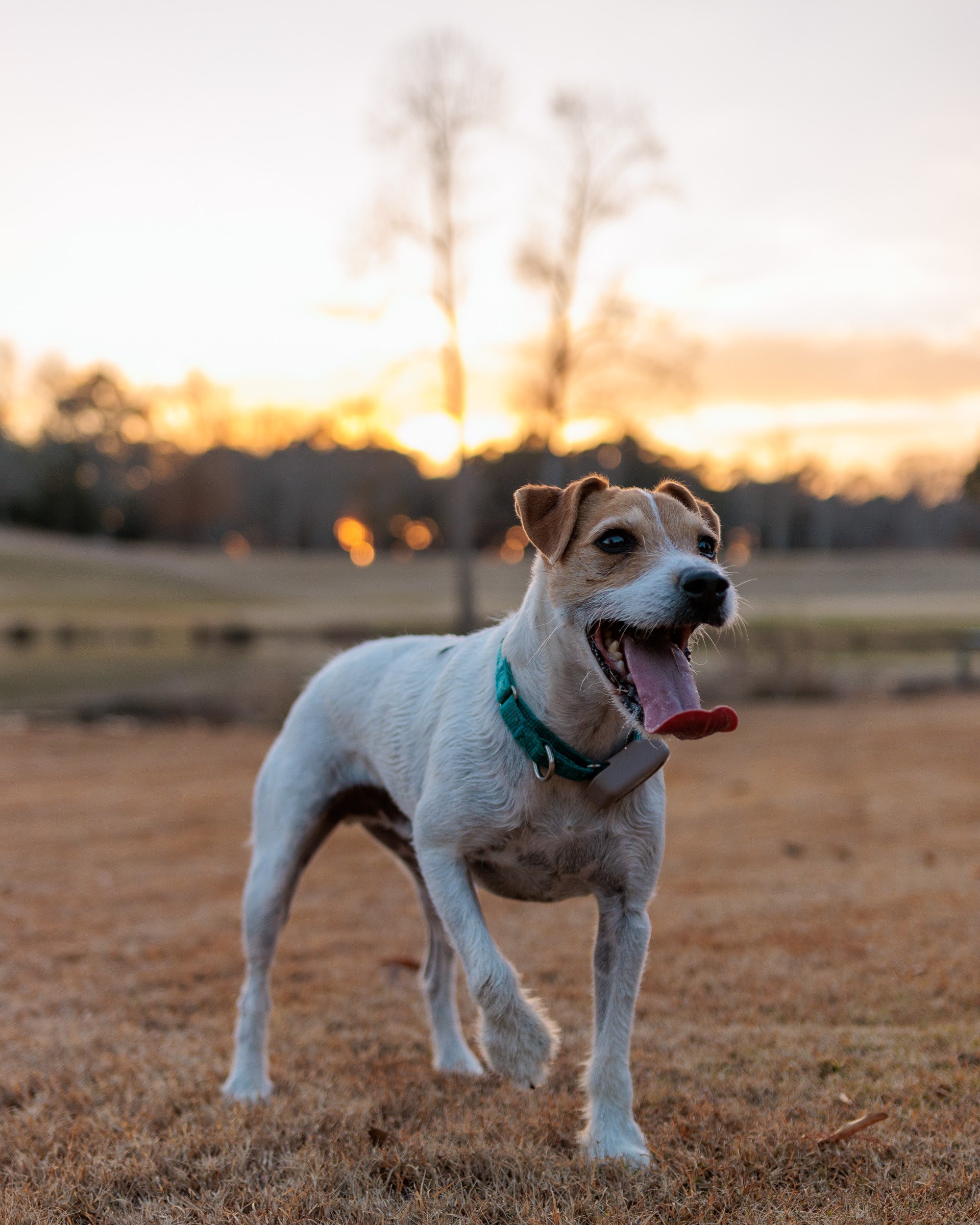Jack Russell on the lawn against a pink sunset sky