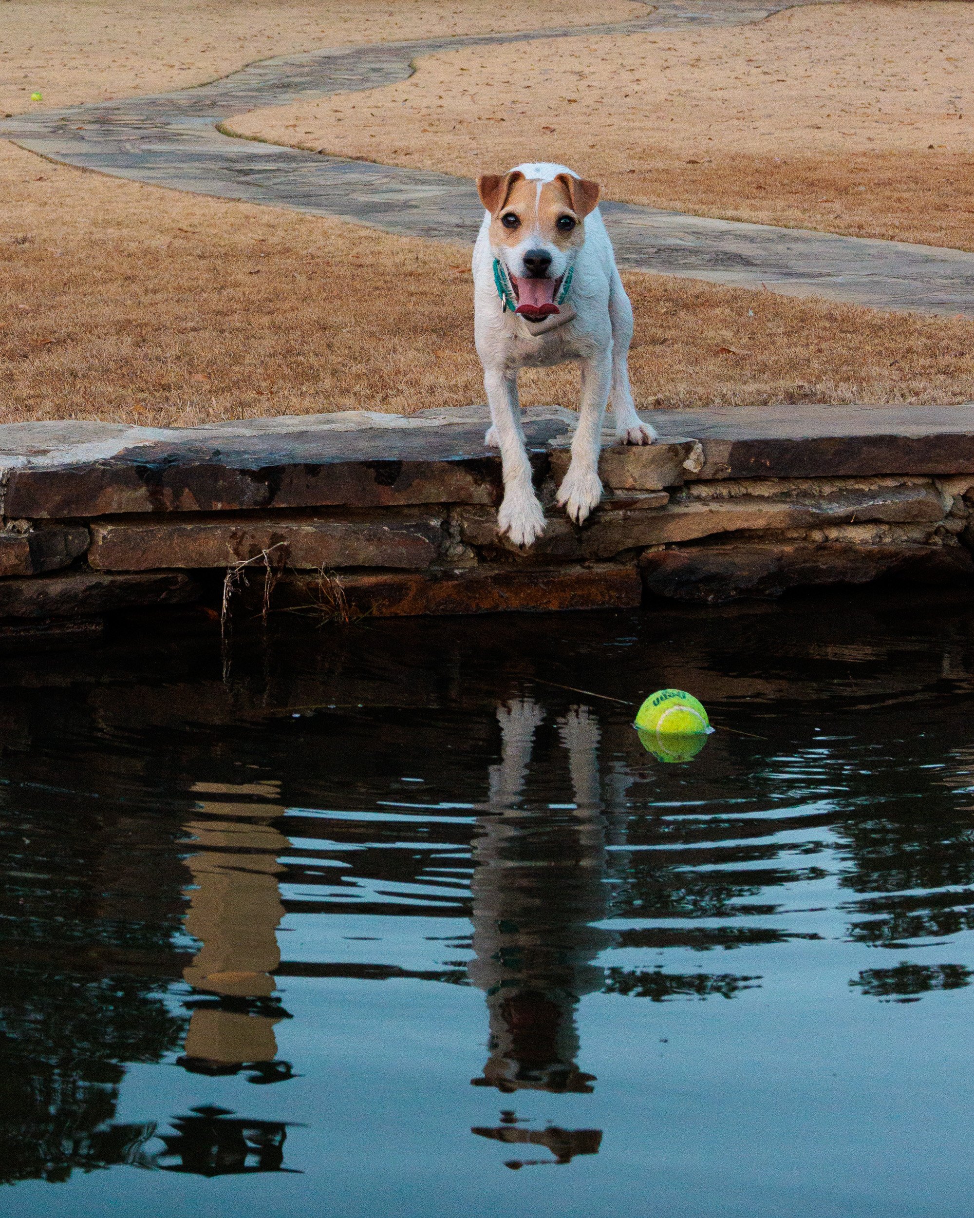 Jack Russell on the lake wall above a floating tennis ball, reflected in the water