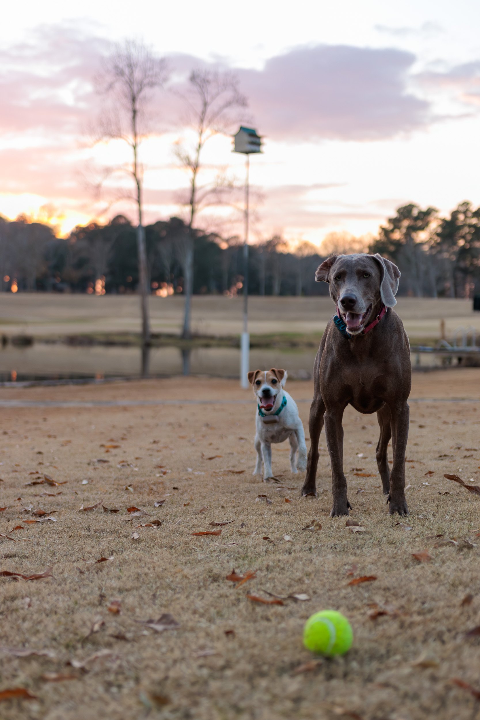Weimaraner and Jack Russell watching a tennis ball in the air at dusk