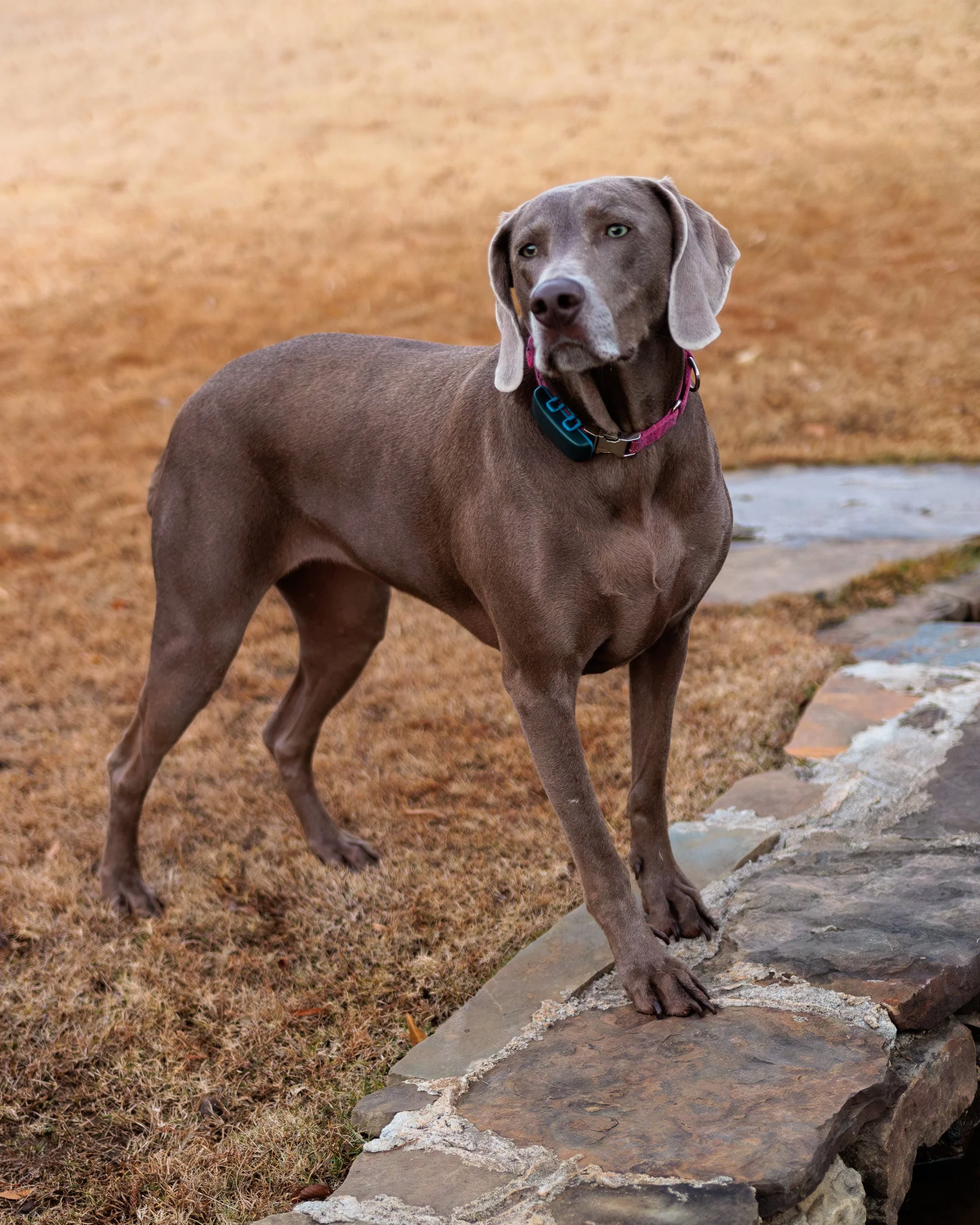 Weimaraner standing on a stone ledge with mouth open