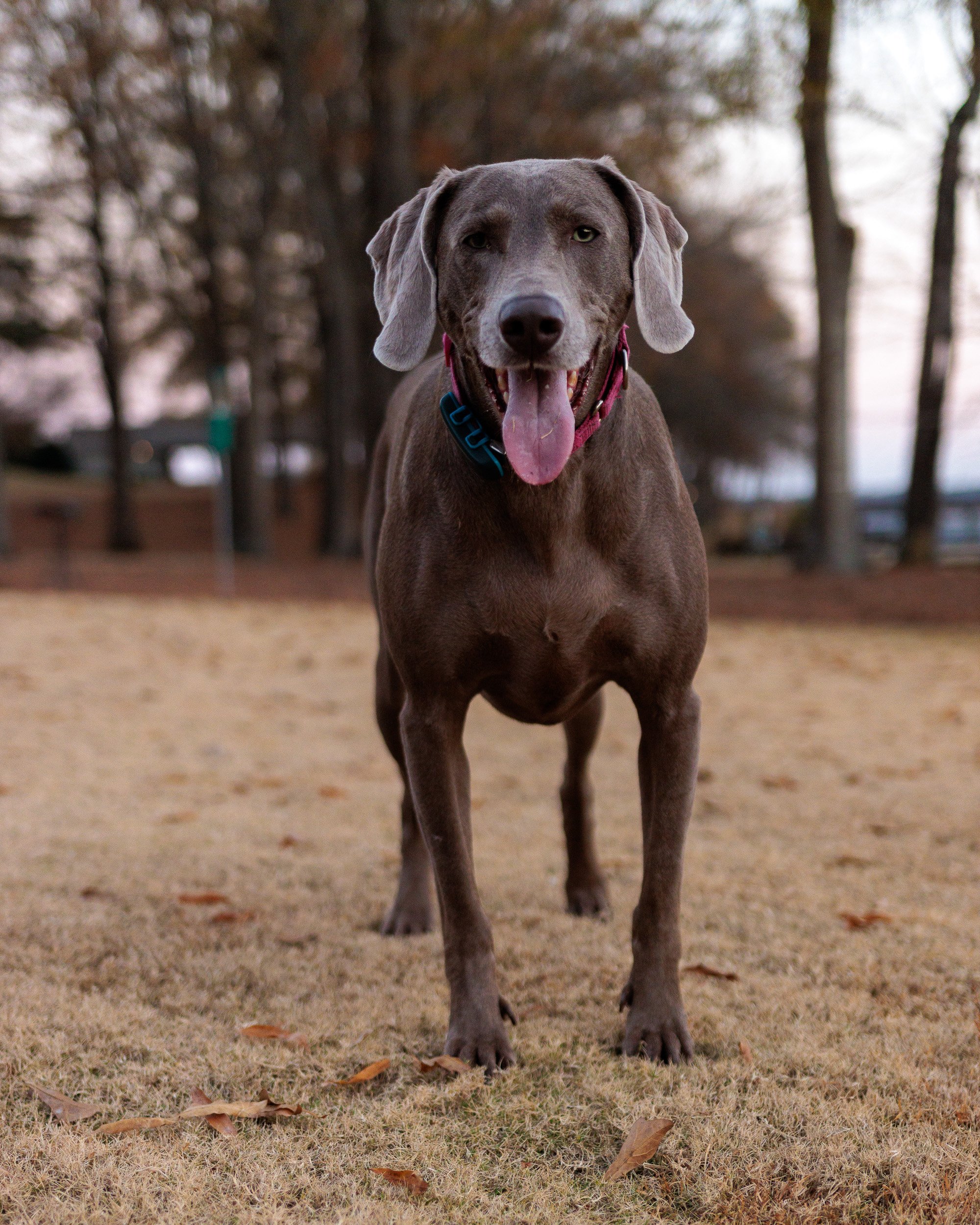 Weimaraner standing in the yard looking at the camera