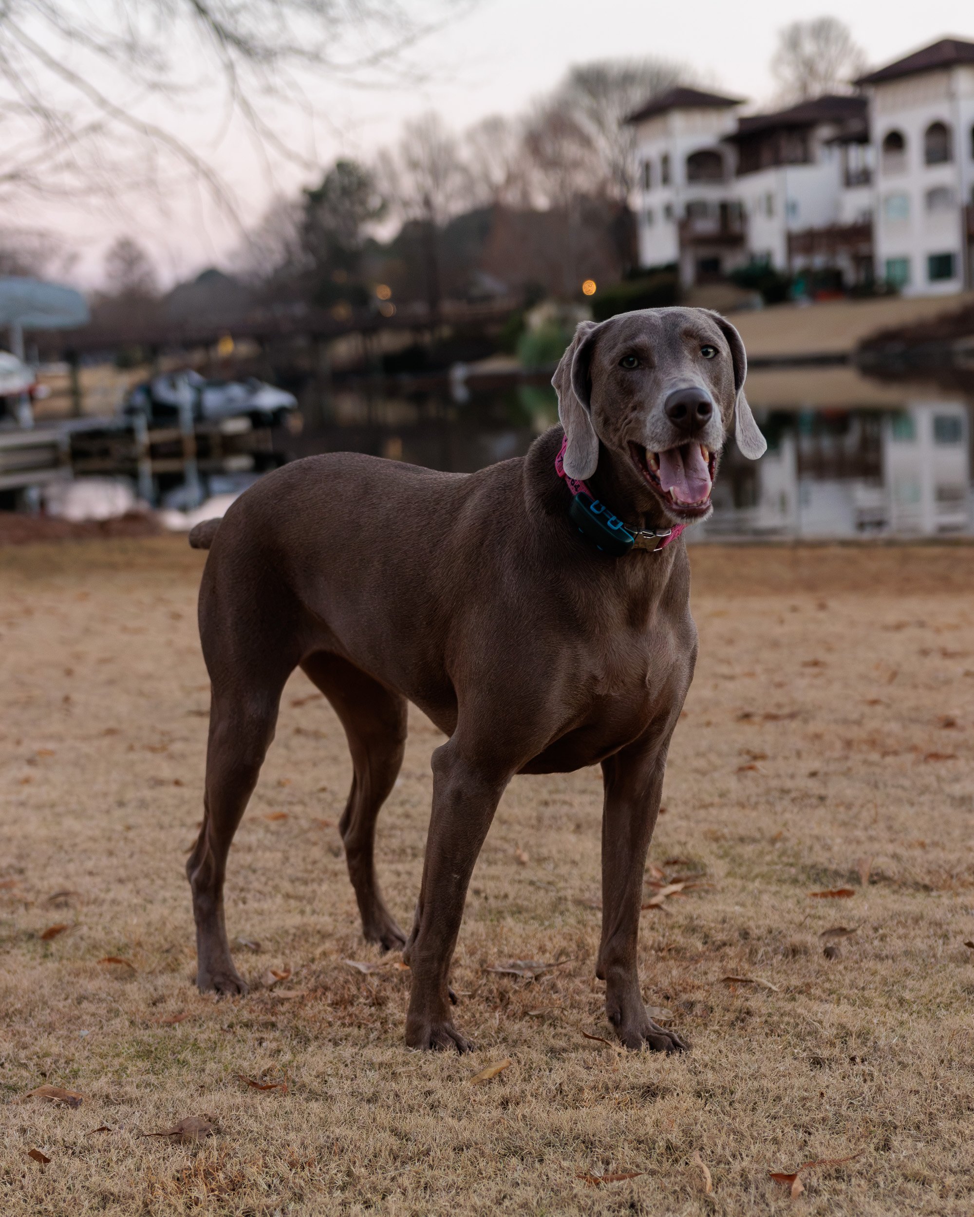 Weimaraner standing on the lawn with the lake and houses behind