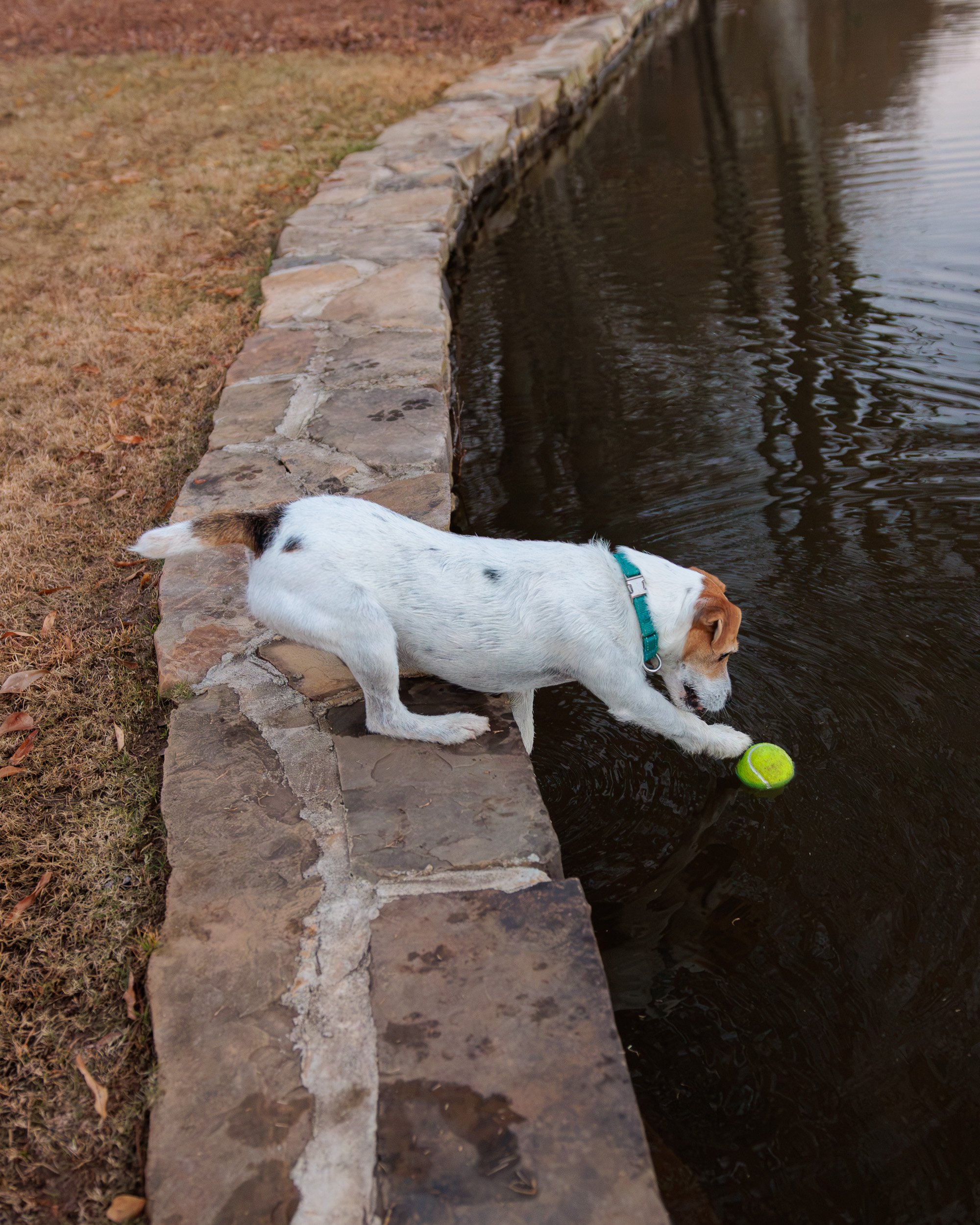 Jack Russell leaning over the lake wall toward a tennis ball in the water