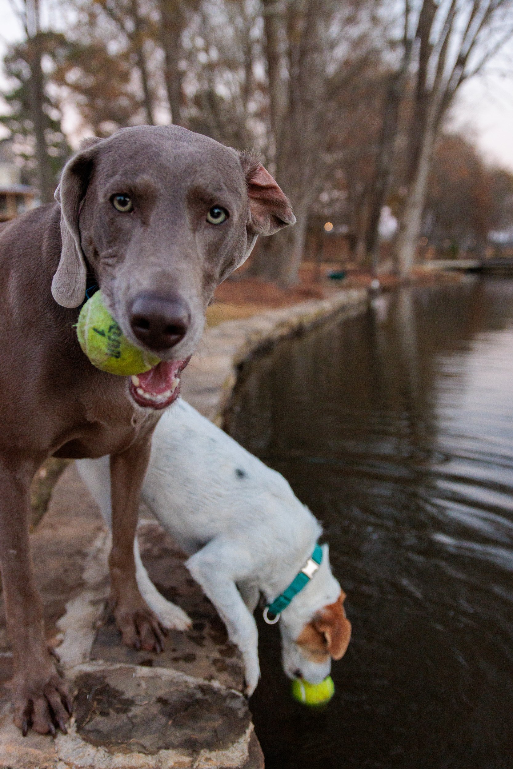 Weimaraner holding a tennis ball beside the Jack Russell on the lake wall