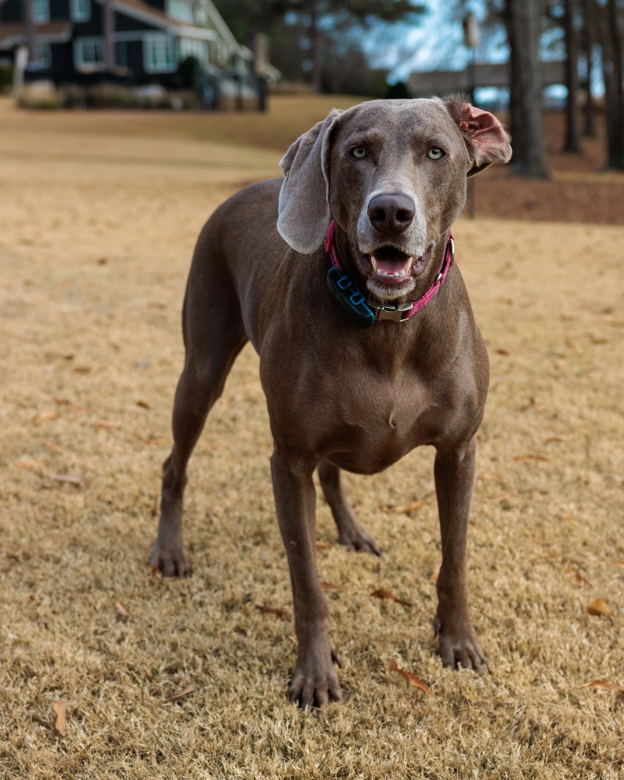 Splash, Fetch, Nap- Christmas at the Lake.-02.jpg